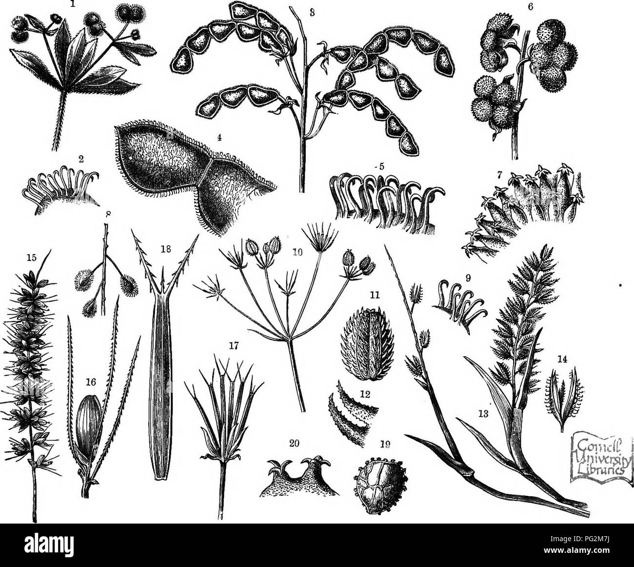 . L'histoire naturelle des plantes, leurs formes, la croissance, la reproduction et la distribution ;. La botanique. La dissémination PAR LES ANIMAUX. 871 ruminants, à la fois sauvage et apprivoisée. Dans le Transvaal et sur le fleuve Orange le ressort-boks parfois marcher sur eux à l'improviste, et lorsque cela se produit, les griffes acérées saisissez le sabot et l'animal est entraîné par la frénésie de la douleur et galope follement, mais n'est pas en mesure de fixer elle-même à l'abri de l'instrument de torture. C'est souvent plusieurs jours avant la capsule se brise et tombe. Les fruits, qui. F:g. 477.-Fruits witli liool meublé^s. * Galium Aparitw. 2 accro br Banque D'Images