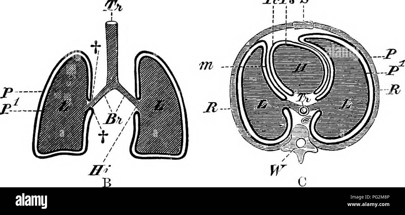 . Éléments de l'anatomie comparée des vertébrés. Anatomie, comparatif. Fig. 240a.-poumon de l'homme. (À partir de la face ventrale.) 1, 2, 3, lobes de la droite, et 2c, 3a, du poumon gauche ; Z, base des poumons ; t, l'incisure cordis ; sillon, pour l'artère subclavière ; Tr, la trachée. TcJPsS. Fig. 240b et c.-Schéma de l'épanchement péricardique et cavités de mammifères, fondé sur les relations de ces Parties dans l'homme. (B, section horizontale ; C, section transversale.) Tr, trachée, bronches ; fr ; L, L, les poumons ; H, coeur ; W, colonne vertébrale ; P, pariétale et viscérale P couche de la plèvre ; ft, points où e Banque D'Images