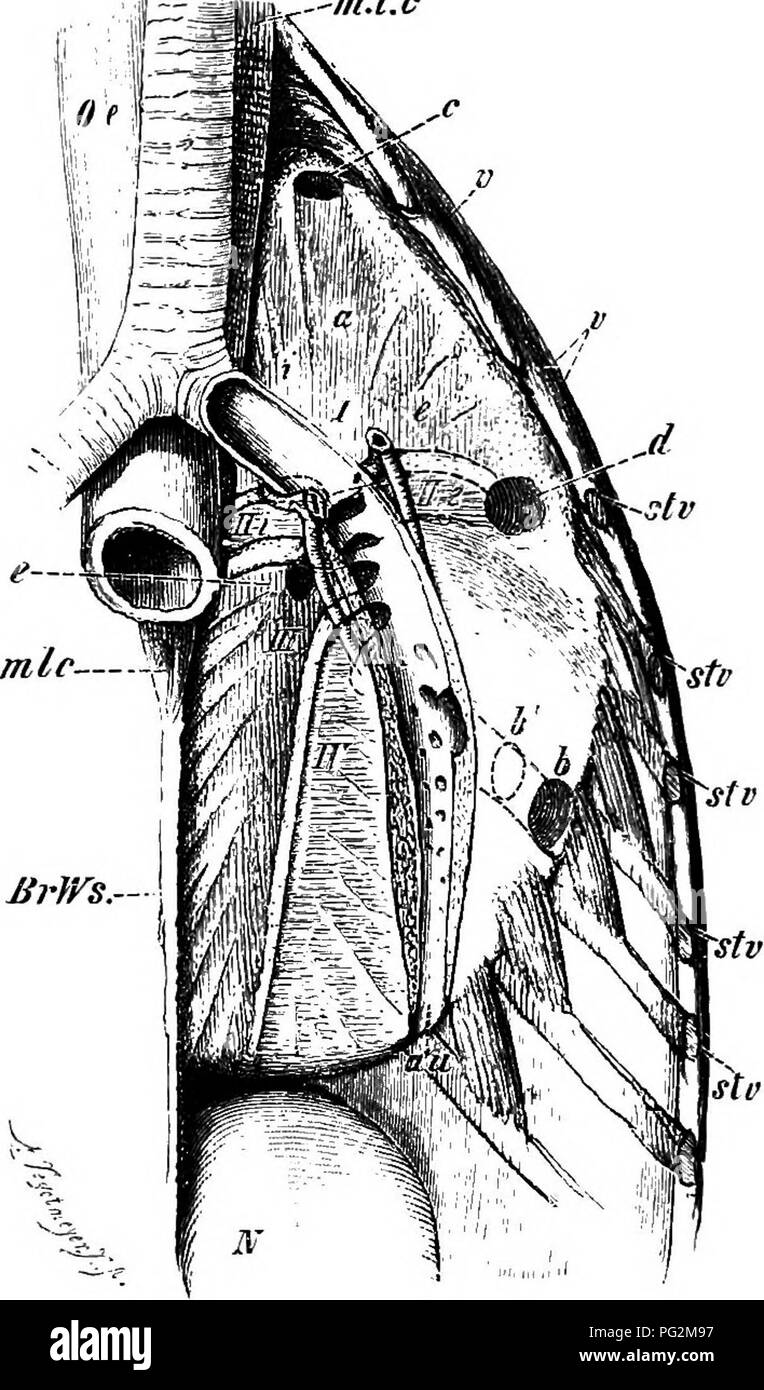 . Éléments de l'anatomie comparée des vertébrés. Anatomie, comparatif. 294 ANATOMIE COMPARATIVE Tr - ^^ « m-mm.l.e. Fig. 238.-Gauche Luxg du canard, in situ. (D'après un dessin de H. Strasser. La coupe est bronche principale ; ouvert à l'interne pour qu'il se trouve la veine pulmonaire, et à l'externe de l'artère pulmonaire. Oe, œsophage ; m.l.c, muse, longus colli ; Br. Ws, vertebrfe thoracique ; v, i ; les extrémités des côtes vertébrales libre ; stp, stv, sections de côtes qui sont connectés avec le sternum ; JV, rein ; Tr, trachée, J'iirst entobronchium, et c, sa communication avec l'ostium de la prebronchial-sac ; air i, a, e, i Banque D'Images