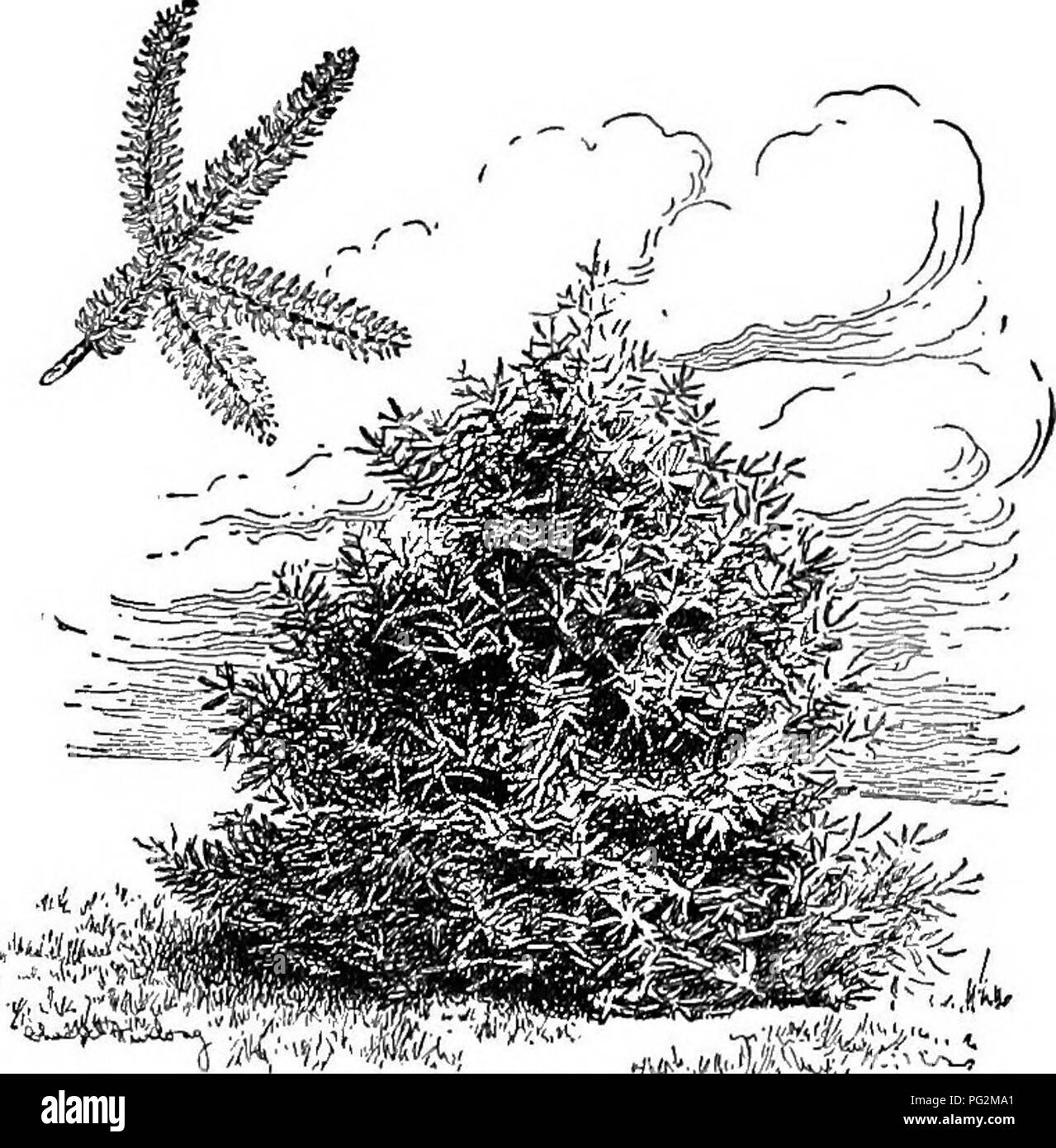 Cette cyclopédie est une référence horticole complète pour les plantes américaines, fournissant des conseils de culture et des descriptions des espèces vendues aux États-Unis et au Canada. Il comprend également des croquis biographiques d'éminents horticulteurs. Banque D'Images
