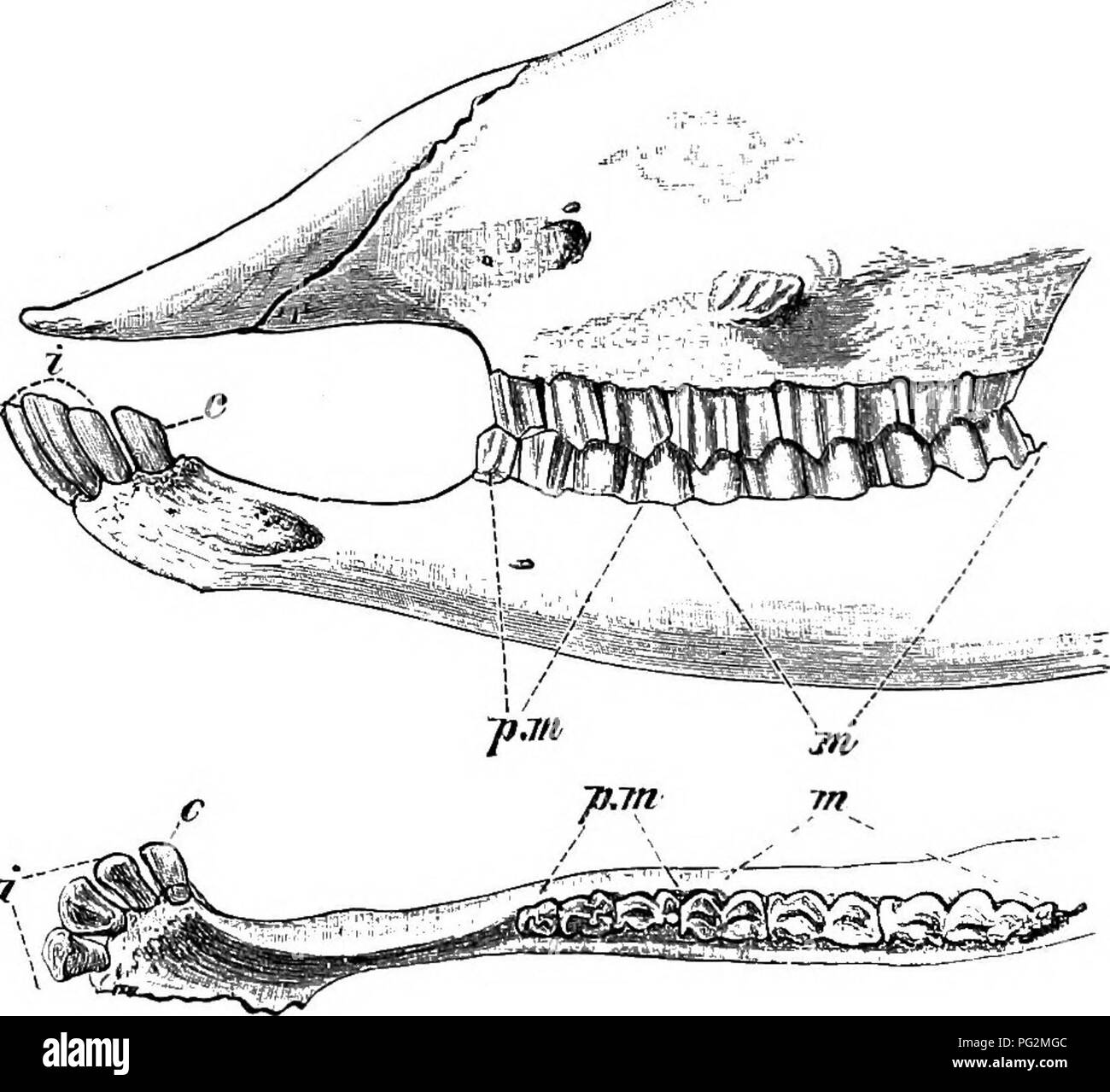 l-ments-de-l-anatomie-compar-e-des-vert-br-s-anatomie-comparatif