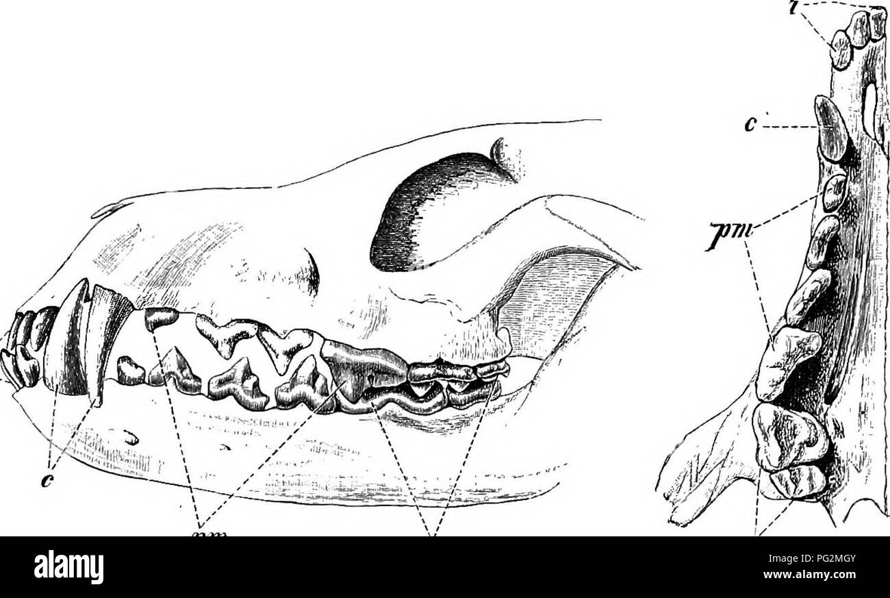 . Éléments de l'anatomie comparée des vertébrés. Anatomie, comparatif. 247 dents. Fio. 196.-la dentition du chien [Canis familiaris).. Veuillez noter que ces images sont extraites de la page numérisée des images qui peuvent avoir été retouchées numériquement pour plus de lisibilité - coloration et l'aspect de ces illustrations ne peut pas parfaitement ressembler à l'œuvre originale.. Baptist gmünder, Robert, 1848-1923 ; Parker, William Newton, 1857-1923. Londres, Macmillan Banque D'Images
