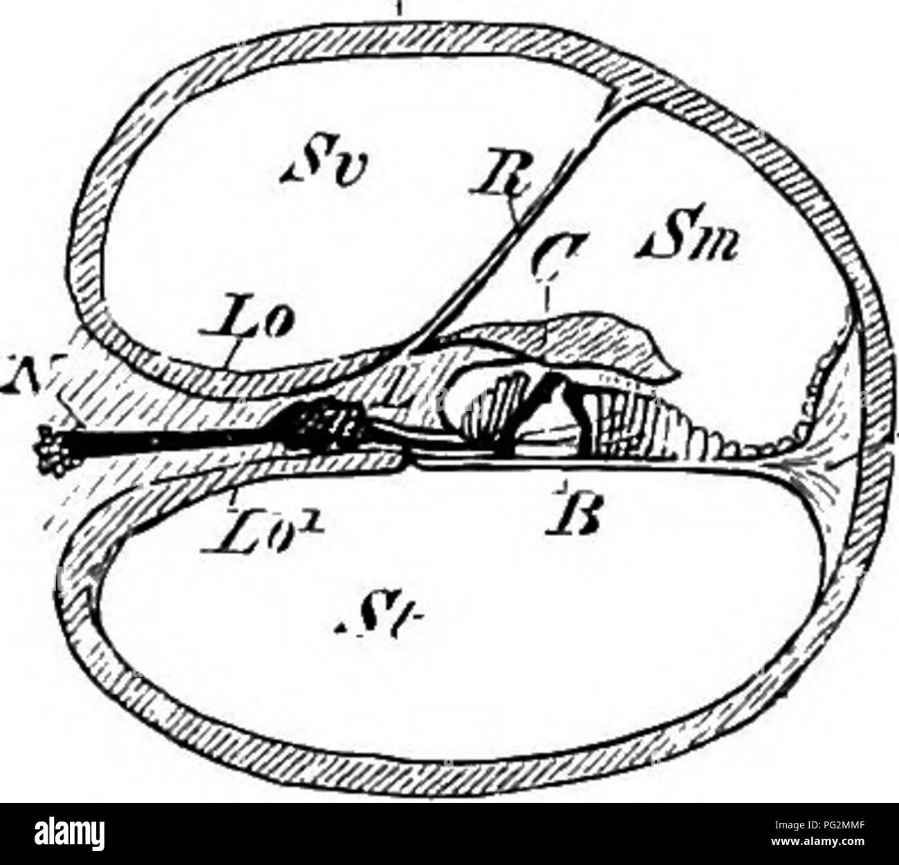 . Éléments de l'anatomie comparée des vertébrés. Anatomie, comparatif. Uj- BoMY cochlée de IIax. (D'après A.. Eclijer) un axe, lso lso,^ ; limbe, spiralis ossea, le bord libre de qui, par l'perforé les fibres du nerf auditif, est visible à t ; H, hamulus. Fig. 186.-DiAOR.VMM.-iTia coupe transversale de la cochlée ok mammifère. KS, cochlée osseuse ; Lo, Lo^, les deux couches de la lamina spiralis ossea, entre lesquels au jVthe (neive auditif avec le ganglion de gauche, Z) est considérée ; L, limbe laminse spiralis ; B, nienibrana basilaris, sur lequel le neuro-epithe- lium se trouve ; B, Rei Banque D'Images