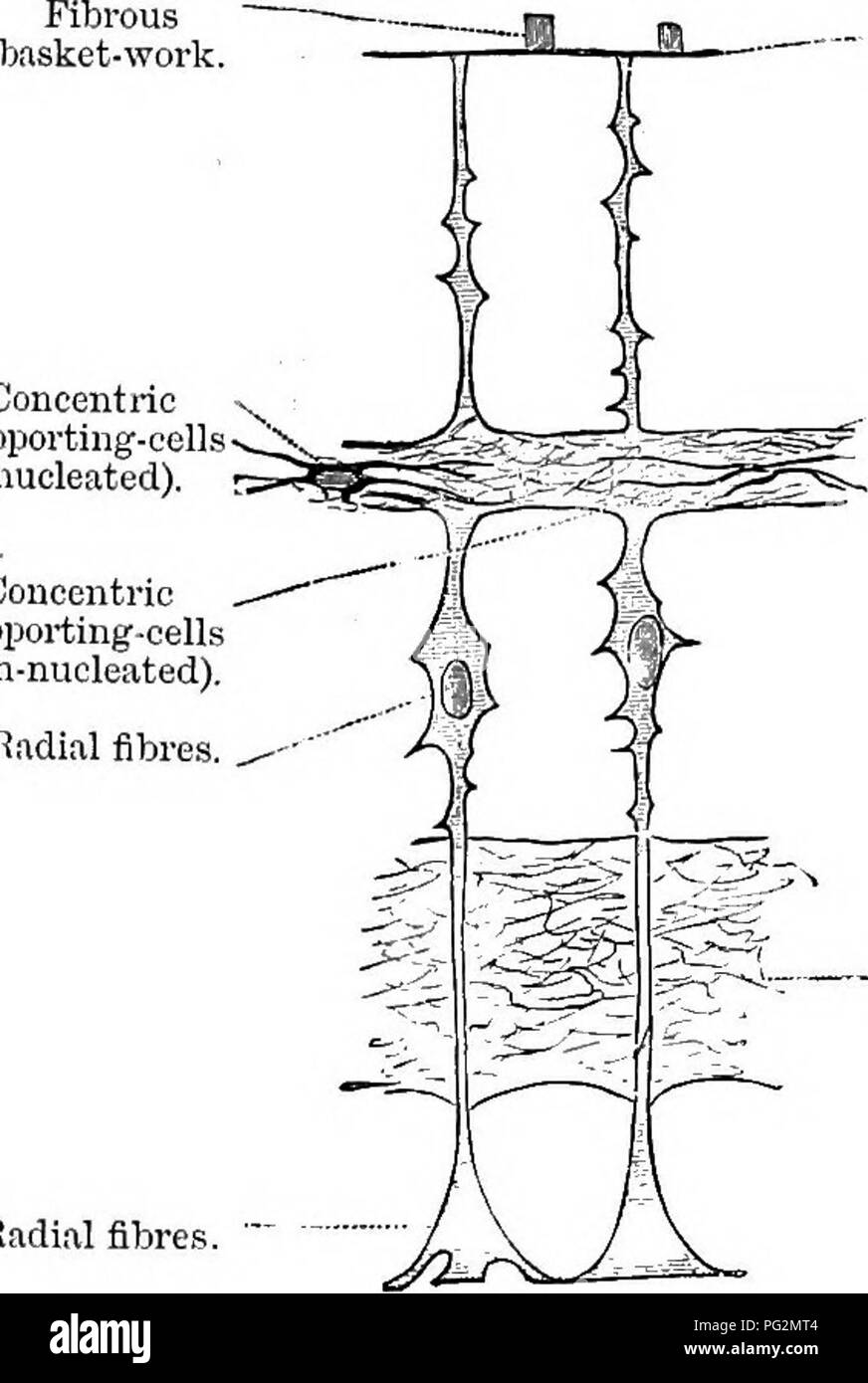 . Éléments de l'anatomie comparée des vertébrés. Anatomie, comparatif. La partie de la rétine 215 Qiervoiis pccrt Si Siud. L'ancien est étiré comme sur un châssis entre la membrane externe et hyaloid limitans. Les éléments nerveux sont disposés en couches concentriques suivantes:Â I. développé à partir de la couche interne de la vésicule optique secondaire. A. Gerehral couche. 1. Couche de fibres nerveuses (du nerf optique). 2. Couche de cellules ganglionnaires. 3. Couche réticulaire intérieure. 4. La couche granulaire (intérieur). 5. Couche extérieure sous-épithéliaux ou réticulaire. B. couche épithéliale. 6. Couche de cellules visuelles (couche granulaire externe Banque D'Images