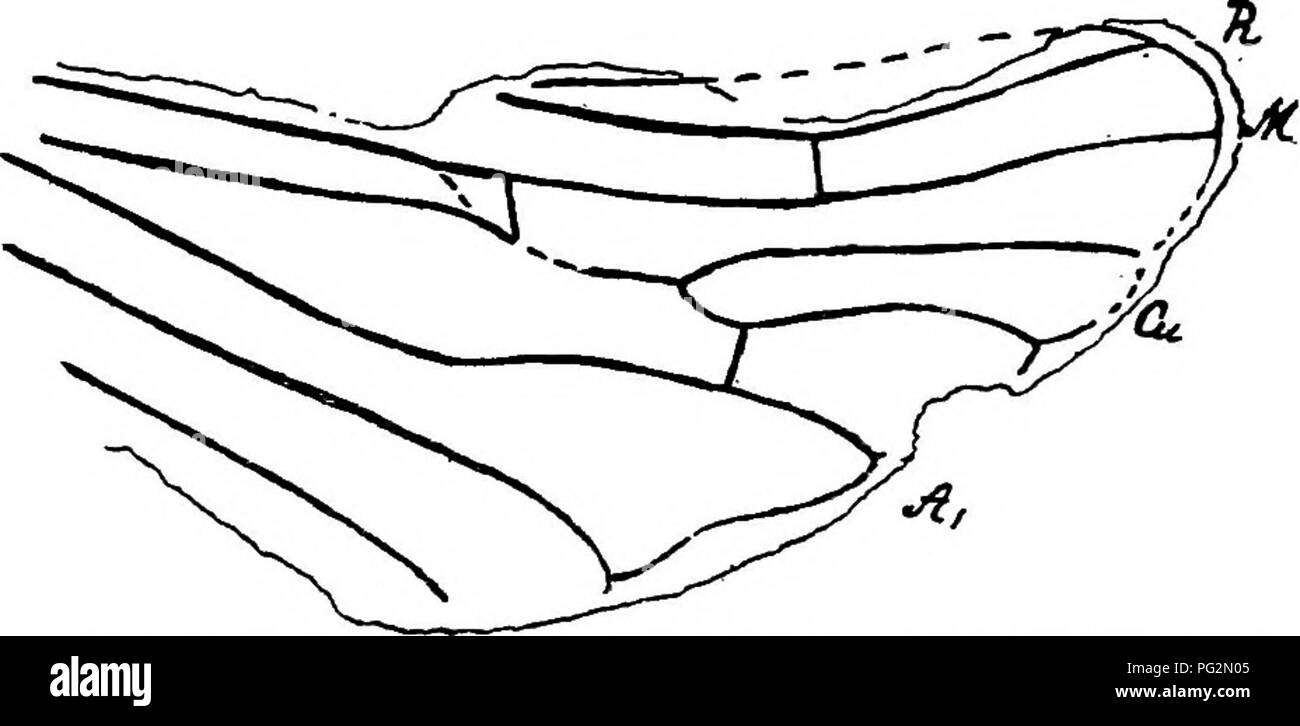. Contributions to Canadian palaeontology. La paléontologie. 128 CONTEIBUTIONS HOMOPTEEA de paléontologie canadienne. (FBicania Fulgoridm :- antiquata, Scudder. (SimilkameenO ffEnchophora () sp., Scudder. (Similkameen.) Le dernier fossile est d'une nature plus douteux. Cercopidw :- Les éléments suivants ont déjà été enregistrées à partir de cette région :-, Aphrophora sp., Scudder. (Similkameen. grandeseens Cercopis), Scudder. (Similkameen. selwyni Cercopis), Scudder. (Ninemile creek.) wet-torpescens copites, Scudder. (Similkameen.) fPalecphora, sp., Scudder. (Similkameen.) Stenolocris venosa, Scudder. Similkameen (S). Banque D'Images