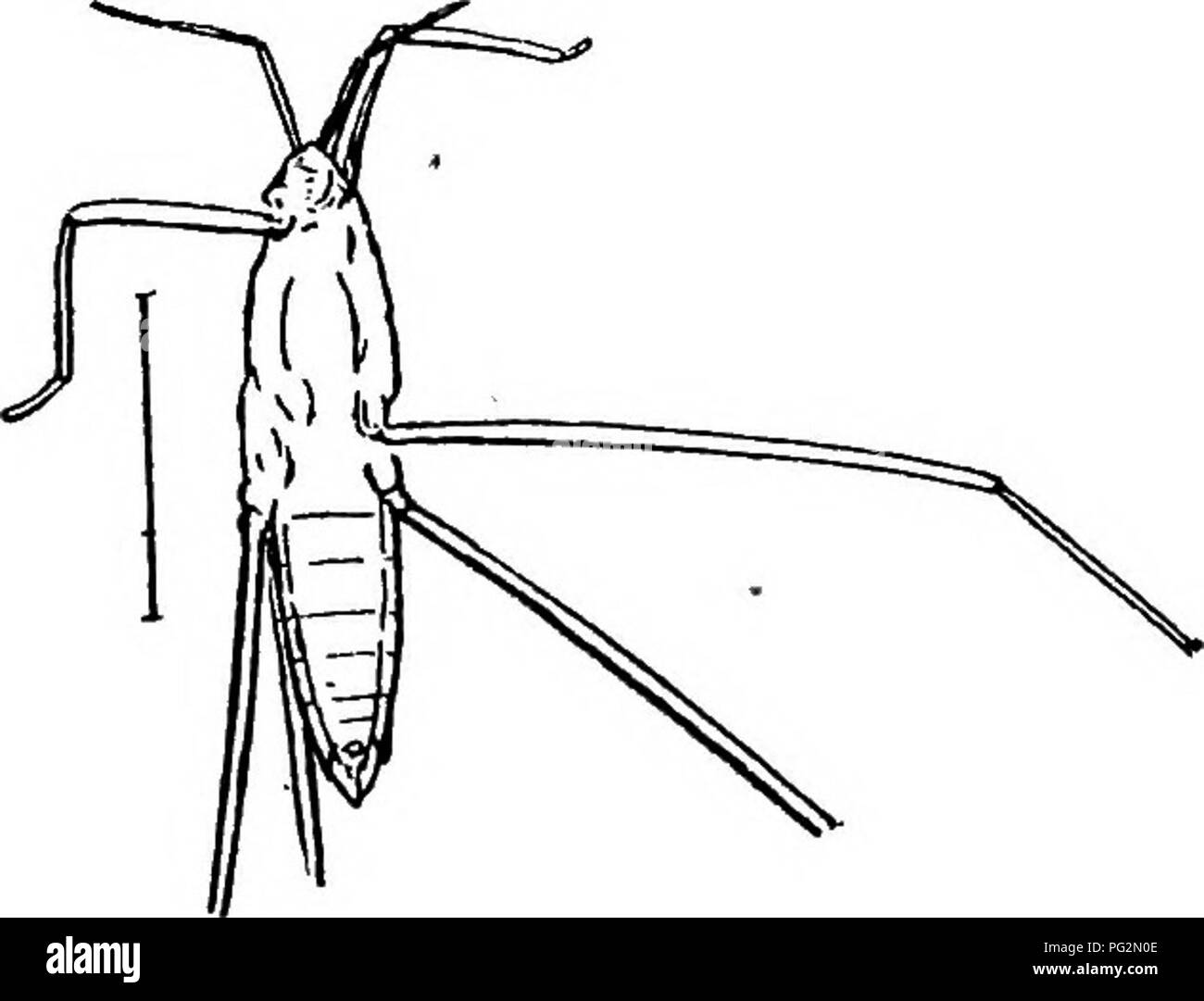 . Contributions to Canadian palaeontology. La paléontologie. X-Iaudlirach] CANADIAN FOSSIL INSECTES 127 longueur. La tête est triangulaire, avec près d'equilaterally très légèrement les yeux exorbités. La première et troisième articulations des antennes sont presque égaux en longueur, et l'unité sont environ un tiers plus long que le deuxième. La première est beaucoup plus longue que la tête. La tête et le thorax pris ensemble sont un peu plus long que l'abdomen, le thorax étant un peu plus courtes. L'abdomen est près de deux fois et demi tant qu'elle est large à la base, et présente les coins légèrement en saillie de l'communique coopzone 9-09-fr Banque D'Images