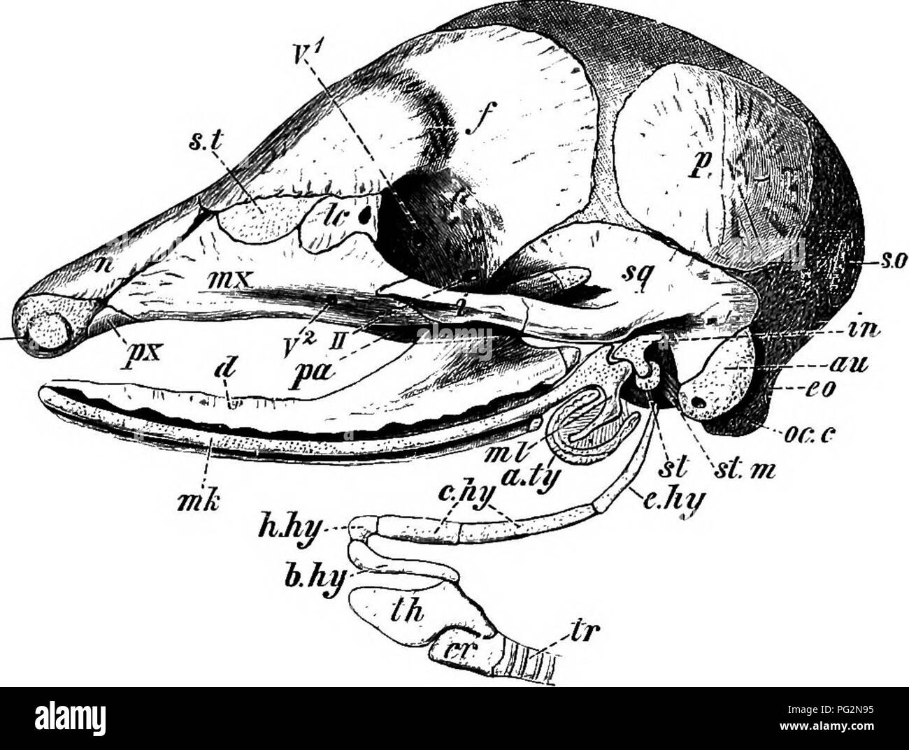 . Éléments de l'anatomie comparée des vertébrés. Anatomie, comparatif. Le crâne 101 ovalis, d'une part, et s'articule avec l'enclume de l'autre, tandis que le marteau s'articule avec l'enclume, et ses processus manubrial est fixé à la membrane tympanique. Les faits ci-dessus indiquent que le marteau correspond à l'élément articulaire de la mandibule des vertébrés inférieurs, et l'enclume de l'os carré. La morphologie de l'étrier est loin d'être clair ; il correspond à l'analyse phylogénétique de l'extrémité supérieure de l'arc hyoïdien (hyal pharyngo-hyomandibular ou de poissons), mais il Banque D'Images