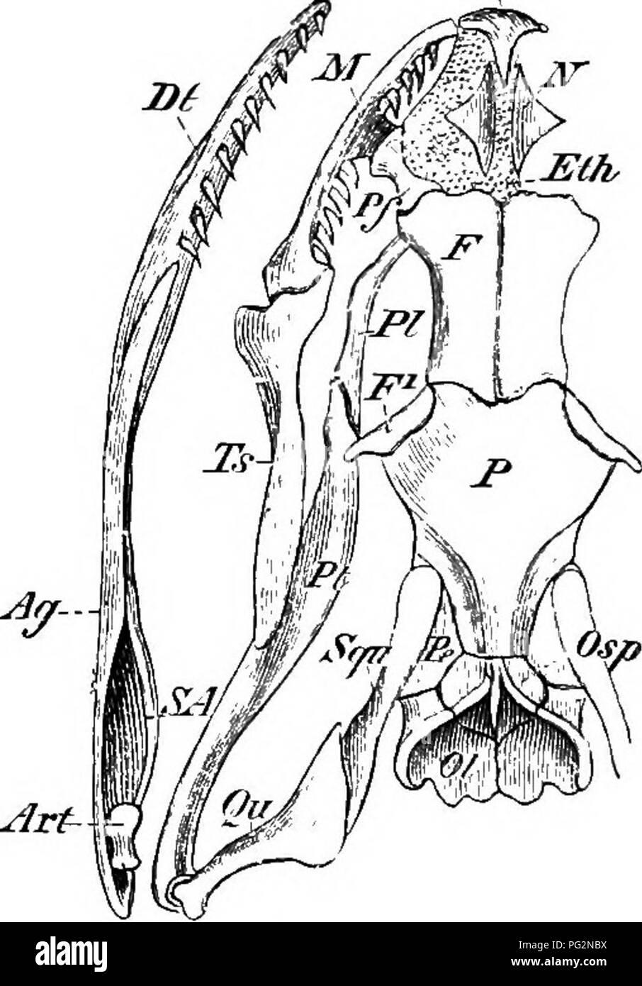 . Éléments de l'anatomie comparée des vertébrés. Anatomie, comparatif. Pmx â Foi/ Ol la DOCA (fa. ^^ rt Fig. 72.âSkull {Tropidonotus natrix de serpent), vue dorsale. Tig. 73.â ,, ,, ,, ,, vue ventrale. Condyle occipital, Cocc Osp ;, .supraoccipital ; 01, exoccipital ; Foe, fenestra ovalis ; Pe, P, périotiques ; F ; pariétal, frontal ; j'"^, postfrontal ; Pf, ethmoïde, Mh ; préfrontal ; N, nasal ; Pmx, premajcilla ; M, maxillaire ; BP, Bs ; basioccipital, basisphenoid ; Ch, narines postérieures ; Vo ; vomer, PI, palatine ; Pt ; ptérygoïde, Ts, os transversal ; Qii, quadrangulaire ; Squ, squamosales ; Art ; articulaire, Ag, un Banque D'Images