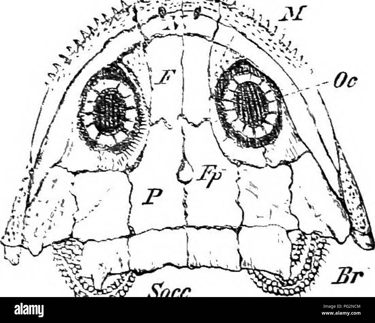 . Éléments de l'anatomie comparée des vertébrés. Anatomie, comparatif. Le crâne de l'ouverture d'Eustache. À l'exception de certaines petites régions (fenestrse) sur la face dorsale, le crâne de Aniu-un Forms un com- K â fc''.- !;5*# .J44, ^. 'Â ^^^ Socc Fn :. 6S.âRestoeation du crâne d'un Stegocephalax (du Carbonifère de la Bohême). (Après), Fritsch. Pmx prémaxillaire ; J/, maxillaire ; X, nasal ; Xn, narine ; - ?', frontal ; Pf, P ; préfrontal, pariétale ; Fp, Trou pariétal ; Socc, supraoccipital ; Br, appareil branchial : Oc, anneau sclérotique (os orbital.) ], la boîte cartilagineuse complète ethm Banque D'Images