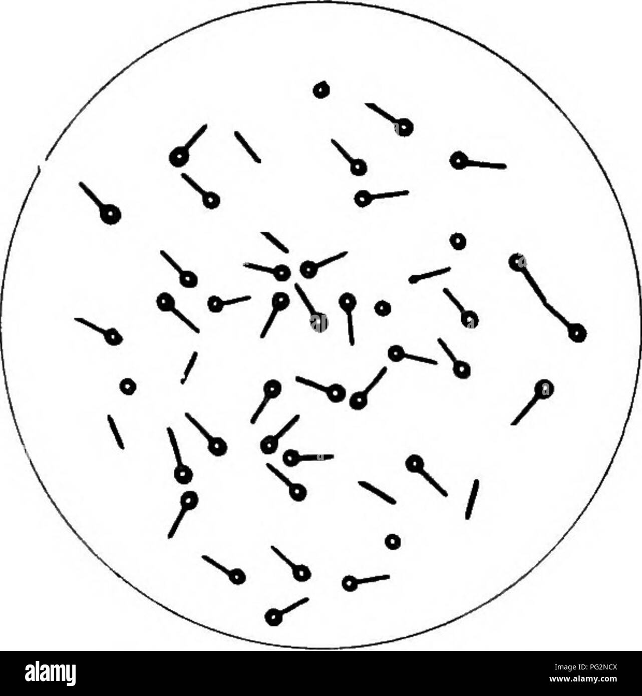 . La pathologie et le diagnostic différentiel des maladies infectieuses des animaux : préparé pour les étudiants et les praticiens de médecine vétérinaire . La médecine vétérinaire ; les maladies transmissibles chez les animaux. 234 le tétanos. Fig. 51. bacillus tetani. Etiolog&gt ;'. Le tétanos est causé par un mince Bacillus (B. tetani) 2 à 4(j, de longueur. Il forme des spores qui sont à la fin de l'organisme en lui donnant un peu l'apparence d'un axe. Sur ce compte il a été désigné le "bacillus pin." Il s'agit d'anaero- bic. Elle a été observée la première fois par Nicolaier en 1884. Carle et Rattone a montré que la maladie coul Banque D'Images