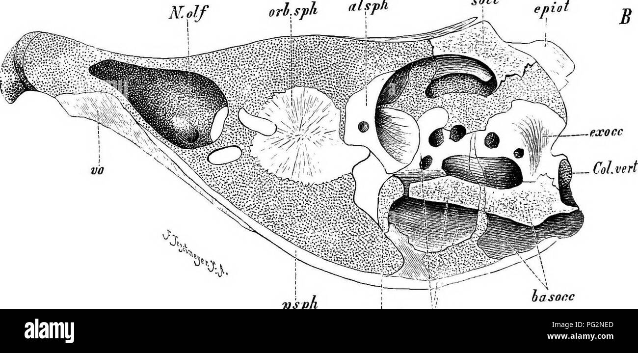 . Éléments de l'anatomie comparée des vertébrés. Anatomie, comparatif. Tiasocc •- 58'4*"., une"s jiroot^.j./sjpJt fSfh aJ. iasph pspi p.g"f Fig. 61.-A. Crâne de saumon après dépose des mâchoires, .iND os operculaires et orbital. (À partir de la droite.) B. section longitudinale de la même. Les pièces cartilagineuses sont parsemées. vo ; vomer, psph, parasphénoïde ; fr, ekieth ectoetlimoid ; frontale, socc, précité ;- ; exocc exoecipital, occipitale ; hasocc ; basioccipital, le Colonel rerl, point de raccorde- ment du crâne avec la colonne vertébrale ; hasph basisphenoid orbsph, ;, orbitosphenoid ; ali Banque D'Images