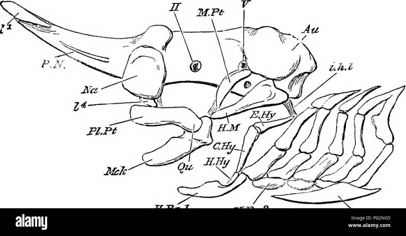 . Éléments de l'anatomie comparée des vertébrés. Anatomie, comparatif. Le crâne 75. régions auditives projetant fortement Les cartilages labiaux sont présents en rapport avec les lèvres, les narines, et les mâchoires (Figs. 55, 56, et 57). Le palatoquadrate n'est habituellement qu'à la base par des ligaments cranii, mais dans le Chimseroids (Fig. 57), il est fusionné avec elle de manière inamovible, d'où leur nom de des Holocéphales. Les requins dans le ^palatoquadrate les rayons nd n'est pas directement united au crâne, mais il est suspendu de par le hyomandibular (p. 70, fig. 55 et 56). Dans ce cas, le crâne peut être décrit un Banque D'Images