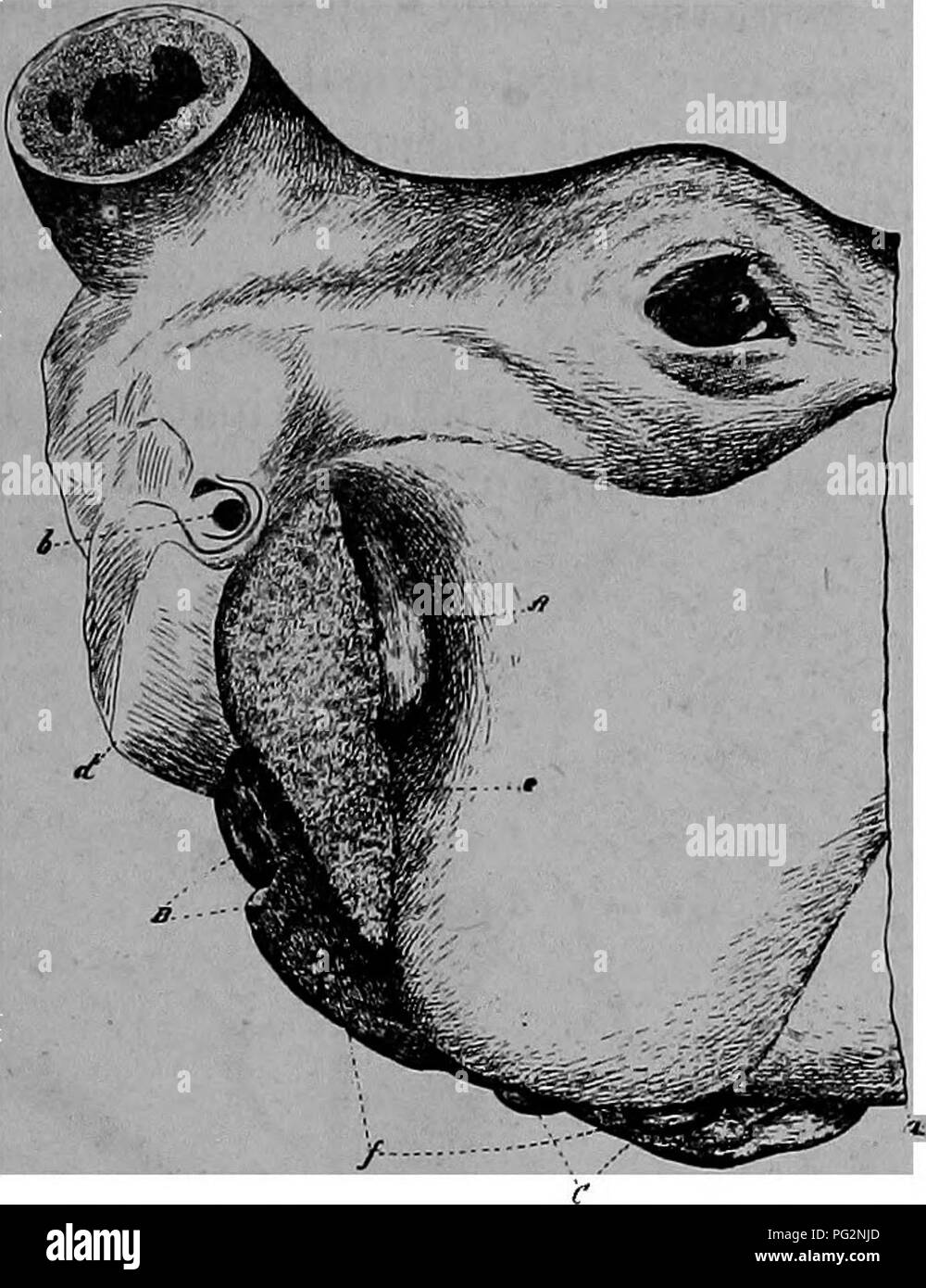 . La pathologie et le diagnostic différentiel des maladies infectieuses des animaux : préparé pour les étudiants et les praticiens de médecine vétérinaire . La médecine vétérinaire ; les maladies transmissibles chez les animaux. La tuberculose 151 début, ils sont en grande partie attribuables à l'organe atteint. , Il y a, cependant, certaines manifestations générales qui apparaissent dans la plupart des cas avancés, tels que l'émaciation tandis que l'appétit est toujours bon. C'est toujours une indication douteuse et surtout ii accompagnée par la toux, crépi et serré, la peau dure. Les sons respiratoires ou fort sont sus- picious, et, dans Banque D'Images