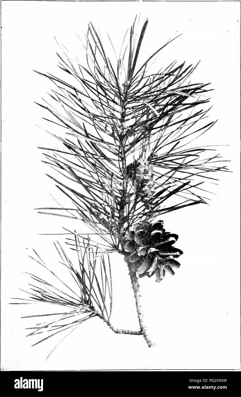 Ce livre fournit un guide détaillé pour identifier les espèces d'arbres indigènes, décrivant leurs caractéristiques uniques, leurs habitudes de croissance et leurs besoins environnementaux. C’est une ressource précieuse pour les passionnés de nature et les botanistes qui cherchent à comprendre les différentes espèces d’arbres que l’on trouve en Amérique du Nord. Banque D'Images