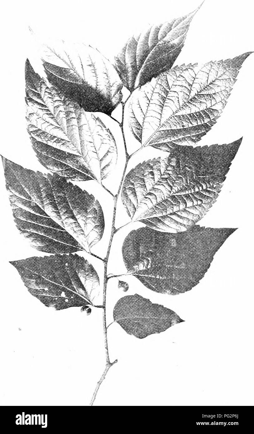. Nos arbres indigènes et la façon de les identifier ; une étude de leurs habitudes populaires et leurs particularités. Les arbres. Micocoulier. Pulvérisation de fructification de Hark berry, Celtts. Les occidentaux. Veuillez noter que ces images sont extraites de la page numérisée des images qui peuvent avoir été retouchées numériquement pour plus de lisibilité - coloration et l'aspect de ces illustrations ne peut pas parfaitement ressembler à l'œuvre originale.. Keeler, Harriet L. (Harriet Louise), 1846-1921. New York, C. Scribner's Sons Banque D'Images