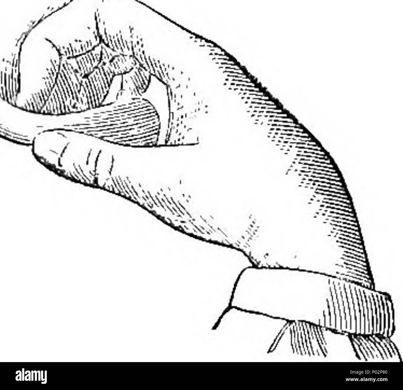 . La castration des animaux. La castration. n ./" w. TOESION SOUS-CUTANÉE DEUX FOIS CHEZ LES BOVINS. Deuxième étape sur le cordon d'ing., entre en action pour faciliter le déplacement en faisant un point d'appui -cV sur l'extrémité inférieure de l'organe, qui occupe maintenant la position supérieure, de telle manière que l'glande spermatique est placé parallèle avec le cordon. Les manipulations sont effectuées en poussant les testicules vers le haut vers l'anneau inguinal, à briser. Veuillez noter que ces images sont extraites de la page numérisée des images qui peuvent avoir été retouchées numériquement pour plus de lisibilité - coloration et appeara Banque D'Images