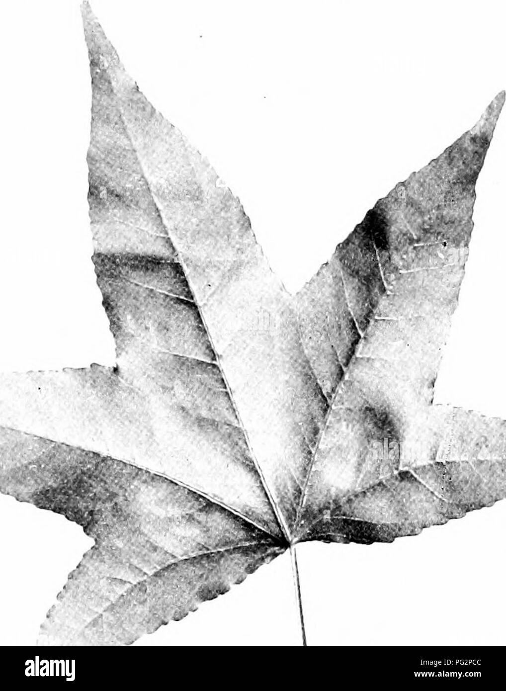 . Nos arbres indigènes et la façon de les identifier ; une étude de leurs habitudes populaires et leurs particularités. Les arbres. SWEET GU :.T . gM. Veuillez noter que ces images sont extraites de la page numérisée des images qui peuvent avoir été retouchées numériquement pour plus de lisibilité - coloration et l'aspect de ces illustrations ne peut pas parfaitement ressembler à l'œuvre originale.. Keeler, Harriet L. (Harriet Louise), 1846-1921. New York, C. Scribner's Sons Banque D'Images