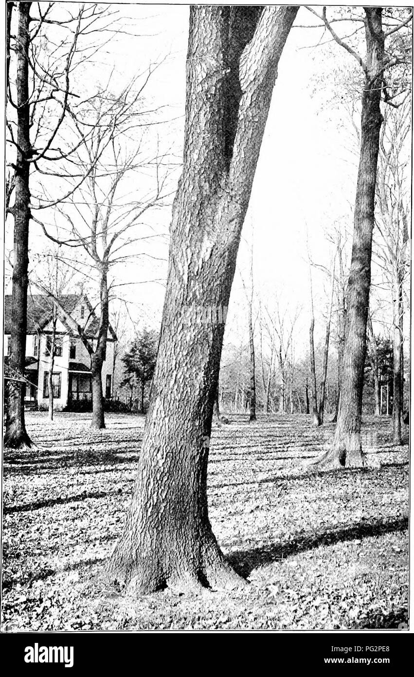 Ce guide, *nos arbres indigènes*, propose une étude des espèces d’arbres indigènes, en se concentrant sur le cerisier noir (*Prunus serotina*). Il comprend des renseignements sur les caractéristiques uniques de l’arbre, ses habitudes de croissance et ses caractéristiques d’identification, en particulier le tronc de la cerise noire. Banque D'Images Ce guide, *nos arbres indigènes*, propose une étude des espèces d’arbres indigènes, en se concentrant sur le cerisier noir (*Prunus serotina*). Il comprend des renseignements sur les caractéristiques uniques de l’arbre, ses habitudes de croissance et ses caractéristiques d’identification, en particulier le tronc de la cerise noire. Banque D'Images