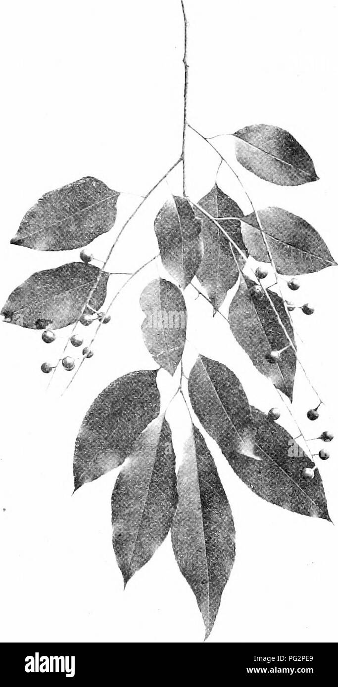 Ce livre fournit des informations pratiques sur l'identification des arbres indigènes comme la cerise noire, Prunus serotina, en se concentrant sur ses caractéristiques distinctives telles que les branches de fructification et les formes de feuilles. C'est une ressource précieuse pour l'identification des arbres et la compréhension de l'écologie des arbres en Amérique du Nord. Banque D'Images Ce livre fournit des informations pratiques sur l'identification des arbres indigènes comme la cerise noire, Prunus serotina, en se concentrant sur ses caractéristiques distinctives telles que les branches de fructification et les formes de feuilles. C'est une ressource précieuse pour l'identification des arbres et la compréhension de l'écologie des arbres en Amérique du Nord. Banque D'Images