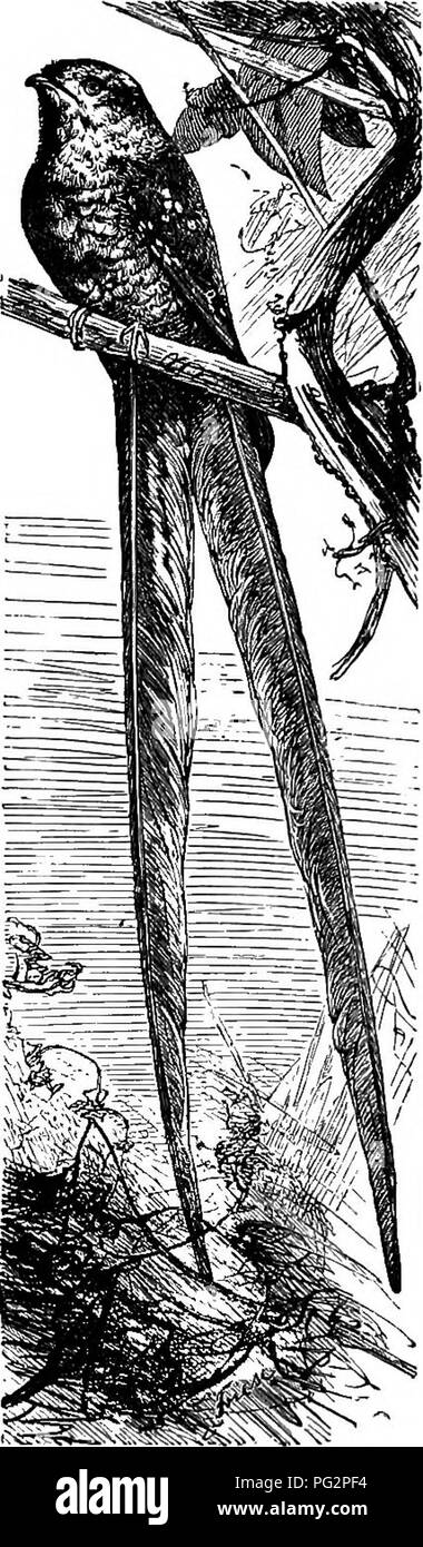 . La coloration des animaux ; un exposé des principaux faits et théories relatives aux couleurs et marquages d'animaux. Les animaux. Animale COLOKATION 270. Dans certains papillons nocturnes, où la femelle est partiellement dégénéré, l'homme n'est pas très aux couleurs vives. Un cas frappant de cela est-. Fig. 33,-NlOHT-JAR. offertes par le Yapourer (voir fig. 15) : la femelle est ici pas d'ailes, et n'est donc pas très loin du cocon ; le mâle est de couleur relativement simplement. Dans le. Veuillez noter que ces images sont extraites de la page numérisée des images qui peuvent avoir été retouchées numériquement pour readabil Banque D'Images