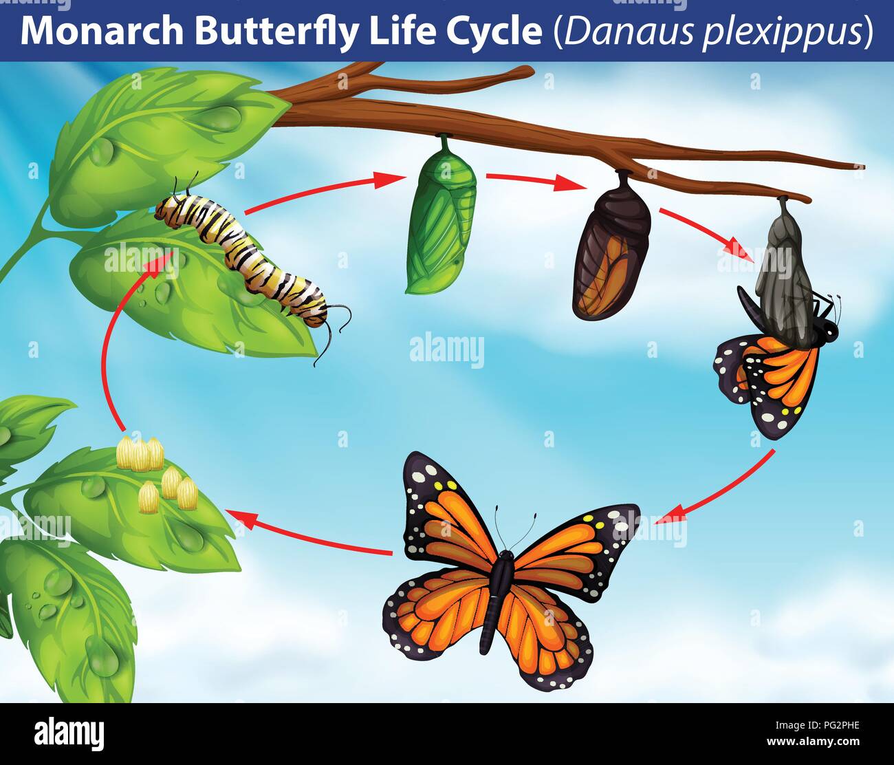 Illustration du cycle de vie du papillon monarque Illustration de Vecteur