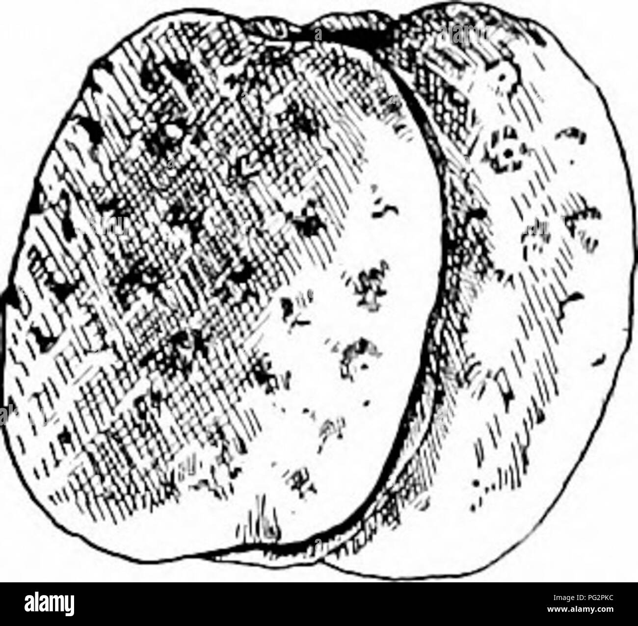 Ce guide fournit des descriptions détaillées des arbres indigènes, y compris des conseils d'identification et des caractéristiques uniques. L'arbre *Horse-châtaignier*, connu pour sa sensibilité distinctive aux noix et aux maladies fongiques, est parmi les espèces présentées. Banque D'Images