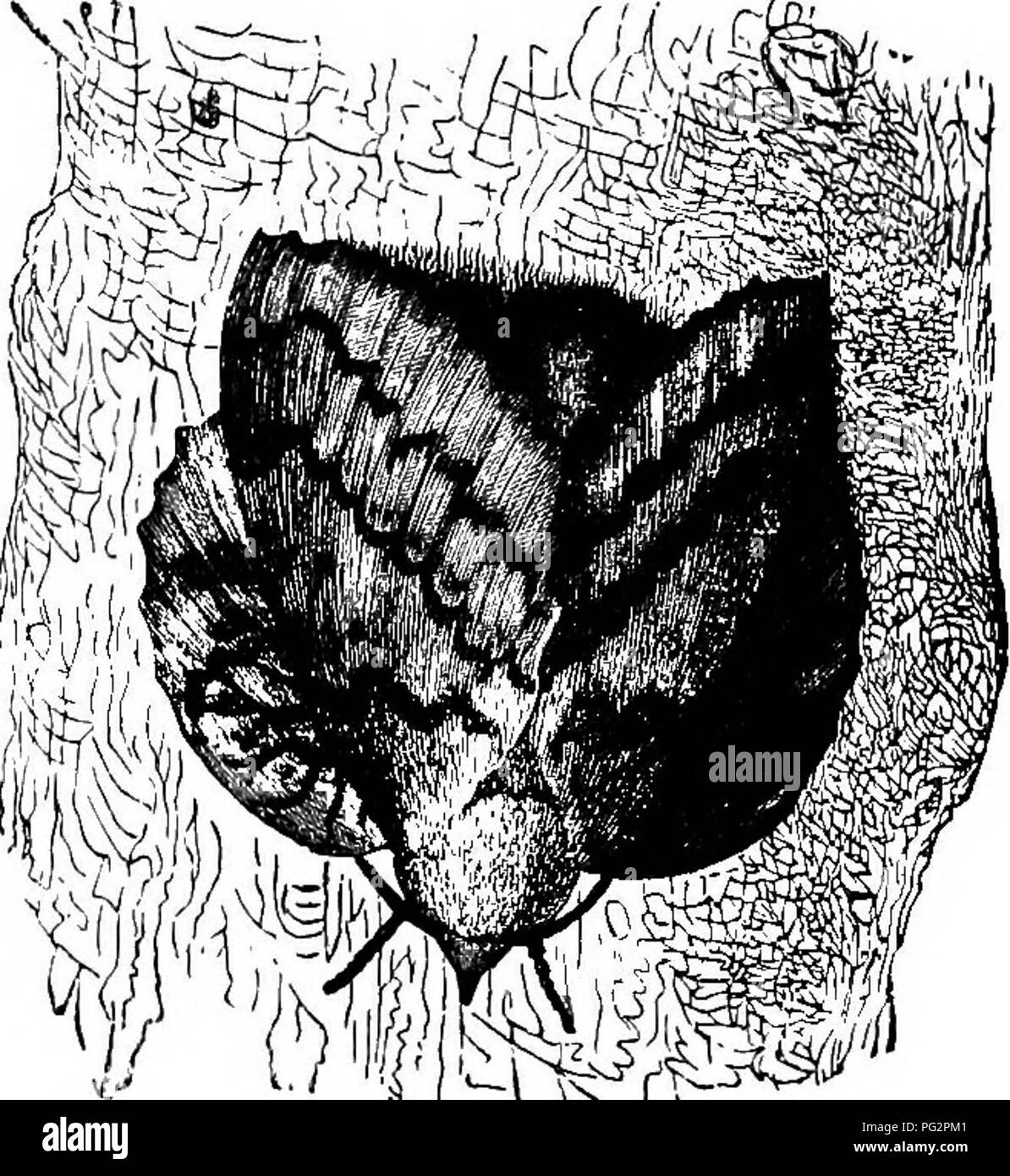 Ce livre examine les principes biologiques et les théories derrière la coloration animale, explorant le rôle des couleurs et des motifs dans la survie, le camouflage et les comportements d'accouplement. Banque D'Images