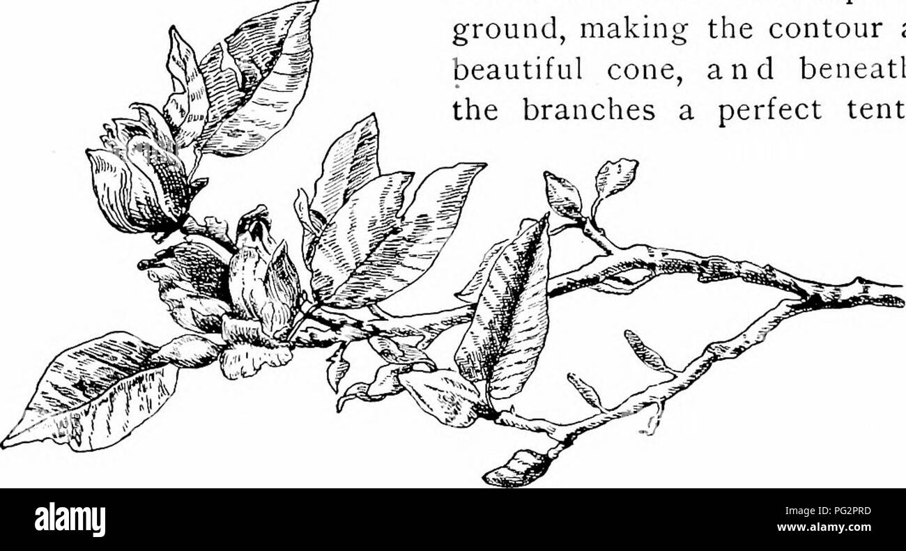 . Nos arbres indigènes et la façon de les identifier ; une étude de leurs habitudes populaires et leurs particularités. Les arbres. Concombre-TREE ensemble l'habitude est changé ; les branches commencer bas, devenir, pendantes et, au moment de l'arbre est de trente pieds de haut, les extrémités des branches inférieures balayer au sol, faisant le contour d'un beau cône, et sous les branches une tente parfaite.. Rameau en fleurs de concombre-arbre, Magnolia acuminata. Un tel arbre ayant ses branches tipped de pré- sents de fruits rose en septembre une apparence unique et surprenante. Le jet du concombre, comme celle de tous les arbres à grandes feuilles, est co Banque D'Images