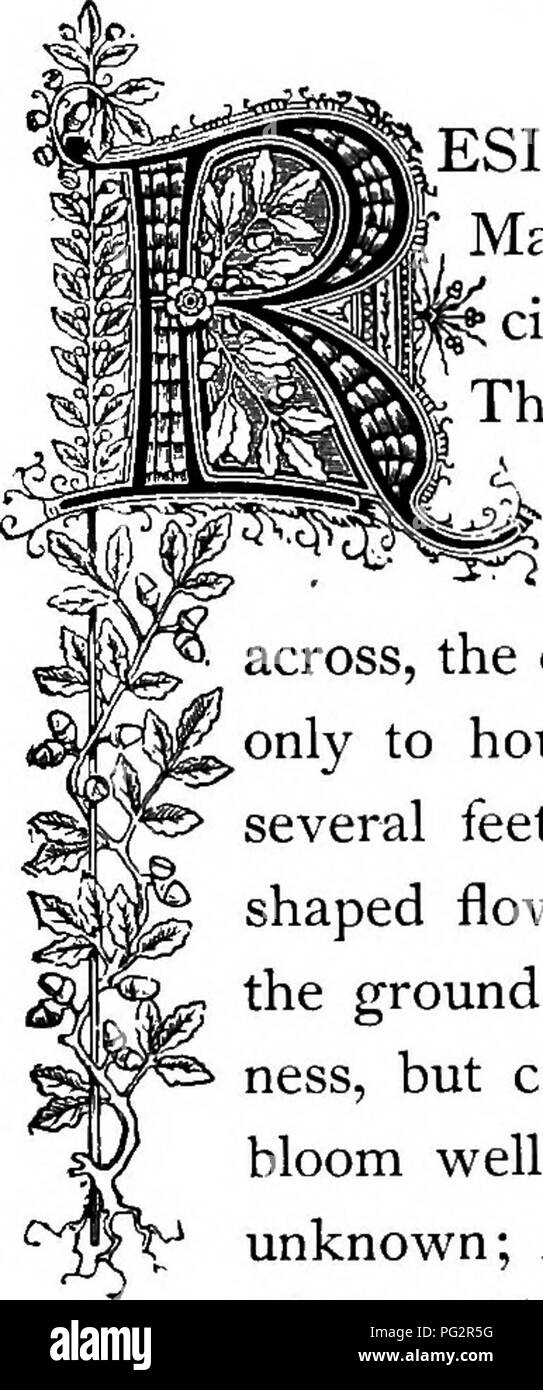 . Le Royaume floral : son histoire, le sentiment et la poésie : un dictionnaire de plus de 300 plantes, avec les genres et les familles auxquelles elles appartiennent, et la langue de chaque illustré avec les pierres précieuses à la poésie . Langage des fleurs ; les fleurs dans la littérature. IR C5P ^buttlon ^rutunCE. L'ordre naturel : Malvacece â Famille. ESIDENTS par sélection naturelle des latitudes plus chaudes, l'ours Mallows les climats plus avec un facile d'adaptation à des circonstances favorables, et nous avec leurs fleurs sans relais. L'usine, comme son nom l'indique, est originaire de l'Est et West Indies, growi Banque D'Images