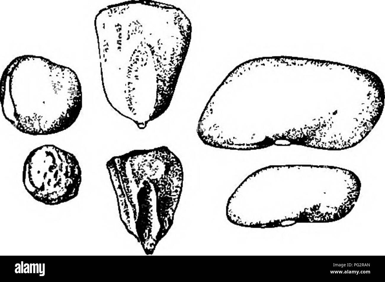 . Les bactéries, levures et moisissures dans la maison. Bactériologie, levures, moisissures (champignons). i6o les bactéries, levures, moisissures et les pois secs. ou de haricots. Un tel matériau alimentaire est au-delà de la portée de l'action bactérienne, et, à moins que ces grains devenir trempé avec l'eau par la suite, ils sont protégés par la décomposition (Fig. 62). Les bactéries se développent en eux assez facilement au printemps lorsqu'ils sont humides et commencent à germer. Ce séchage des grains les protège toutes sortes de farines. Le blé est moulu en farine, et que le maïs en farine, dont chacune contient mais un peu d'humidité, ce qui t Banque D'Images