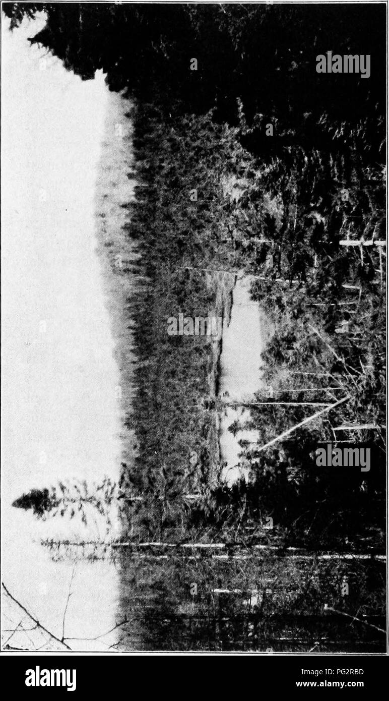 Ce livre explore les principes de l'hérédité et de l'évolution chez les plantes. Il explique les patrons de transmission génétique, le rôle de l'évolution dans la diversité végétale et les processus qui façonnent le développement végétal au fil du temps. C’est un travail essentiel pour les botanistes et les phytogénéticiens. Banque D'Images