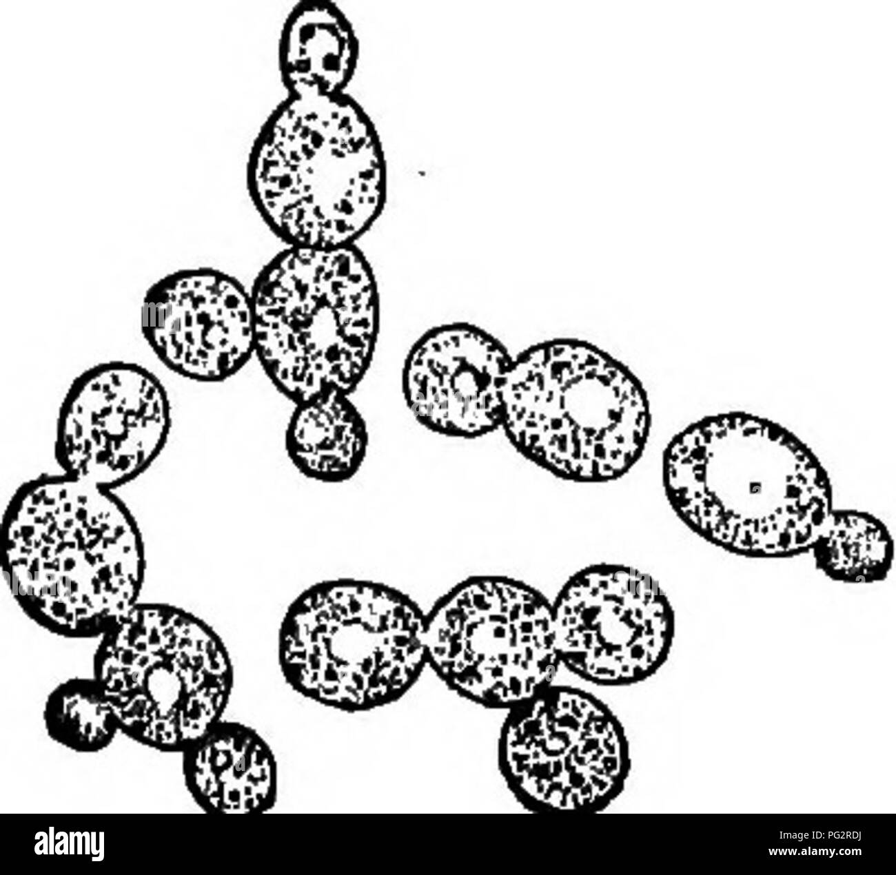 . Les bactéries, levures et moisissures dans la maison. Bactériologie, levures, moisissures (champignons). 82 Les bactéries, levures, moisissures et la fermentation spontanée. Ces levures sauvages sont si communs dans l'air qu'ils sont sûrs d'être présents dans la plupart des municipalités, et ils sont tout à fait d'expliquer certains phénomènes de la fermentation qui semblent à première vue un peu puz- zling. Presque n'importe quelle solution sucrée les contenir. Si le jus d'une pomme est pressé de la pulpe, il forme un liquide sucré qui goûte d'abord presque exactement comme l'Apple à partir de laquelle il est pris. Mais s'il est autorisé à se tenir dans un endroit chaud une fermentation b Banque D'Images