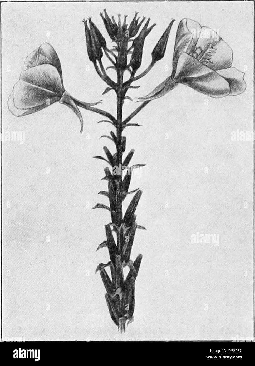 . L'hérédité et l'évolution chez les végétaux. L'hérédité ; plantes. ii6 L'hérédité et l'ÉVOLUTION DANS LES PLANTES Lamarckiana leur caractère cordée. J'appelle cette forme 0. loevijolia." "Lorsque j'ai découvert (1887) ils ont été représenté par très peu de personnes. De plus chaque forme occupe une place particulière sur le terrain. 0. brevistylis s'est produite assez proche de la base à partir de laquelle le CEnothera. Fig. 61.-T,a.ma.Kk's evening-primrose {CEnotheraLamarckiana). Une muta- tion des espèces. Cf. Fig. 62. (Après de Vries.) était répandue ; 0. lavifolia d'autre part, dans un petit groupe de 10 à 12 usines, dont certaines Banque D'Images