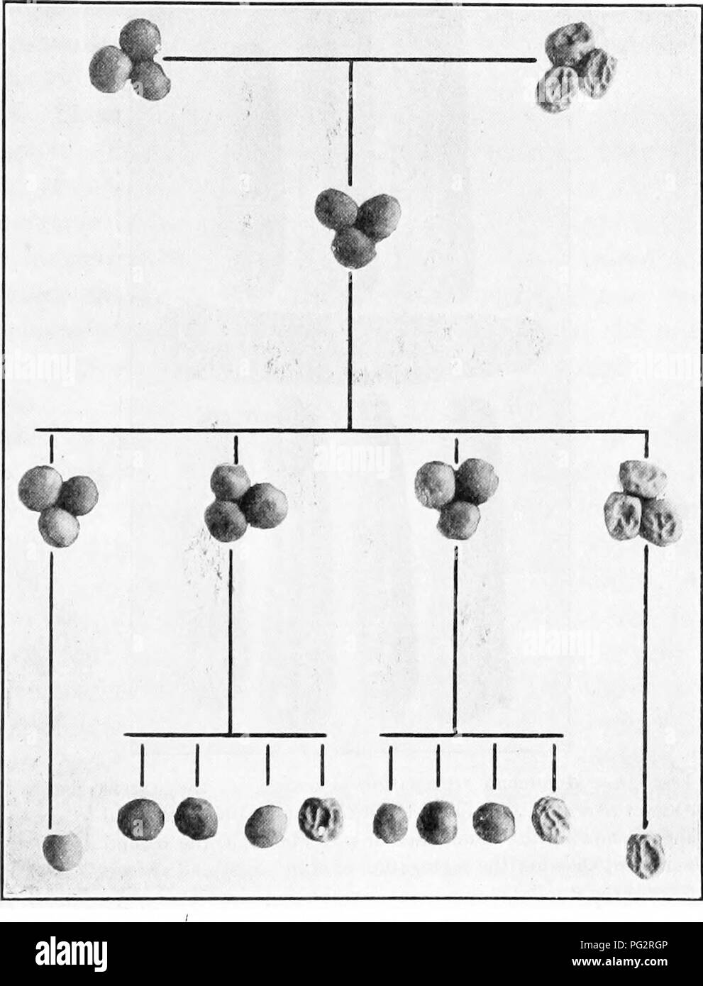 . L'hérédité et l'évolution chez les végétaux. L'hérédité, les plantes. Expérimental. Étude de l'Hérédité 6l grains) avec une variété de féculents (avoir bon grains). Dans ce croisement starchiness est dominante par rapport à la douceur (Fig. 42).. Fig. 41.-Dans la ségrégation mendélienne pois comestibles [Pisum salmini) explication complète dans le texte. (C/., Fig. 42.) 50. Rapport entre la ségrégation.-mais nous arrivons maintenant à cette caractéristique de les expériences de Mendel qui, peut-être plus que. Veuillez noter que ces images sont extraites de la page numérisée des images qui peuvent avoir été retouchées numériquement pour plus de lisibilité - coloration et l'aspect de ces illustration Banque D'Images