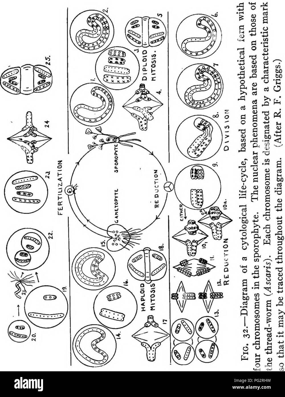 . L'hérédité et l'évolution chez les végétaux. L'hérédité, les plantes. 38 L'hérédité et l'ÉVOLUTION DANS LES PLANTES, puis disparaît de la membrane et, par une mécanique compliquée, ism pas entièrement compris, les deux moitiés de la chro- mosomes sont séparés et mis à part pour d'autre. de la cellule. Après cette division du noyau, une nouvelle cellule- wall formes, divisant l'ensemble de la demi-cellinto ; nouveau nu- développer des membranes claires, et les chromosomes dans chaque. Veuillez noter que ces images sont extraites de la page numérisée des images qui peuvent avoir été retouchées numériquement pour plus de lisibilité - coloration et l'aspect de ces illus Banque D'Images