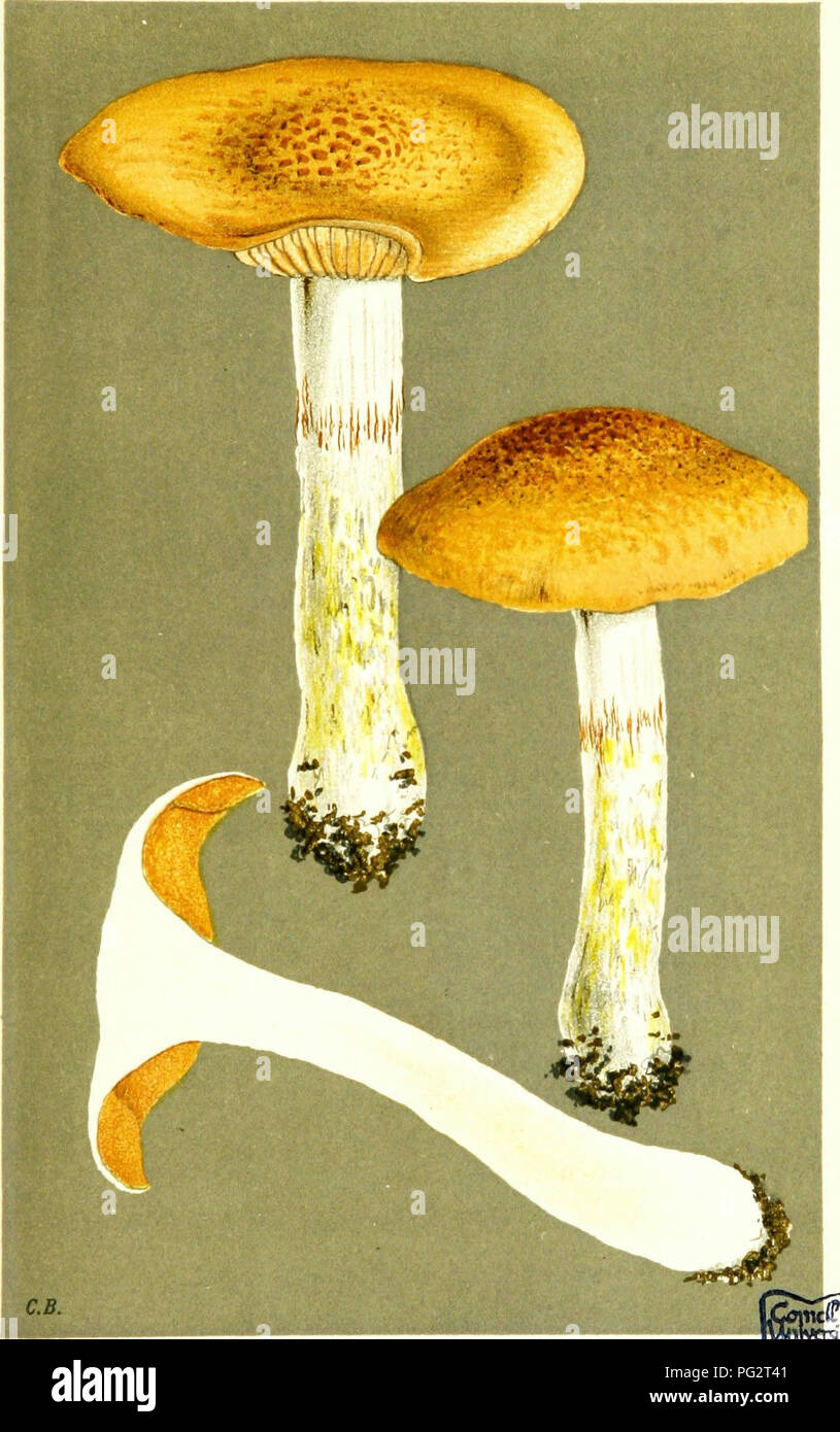 . Illustrations de champignons hyménomycètes (britannique) pour servir d'atlas pour le "Manuel de champignons britannique". Les champignons, la botanique. 73/ PL. 718.. C0RT1NARIU3 CpHLEOMACIUNI PAPULOSUS). Frites, dans bainland country. Durdham vers le bas. Oct 1883.. Veuillez noter que ces images sont extraites de la page numérisée des images qui peuvent avoir été retouchées numériquement pour plus de lisibilité - coloration et l'aspect de ces illustrations ne peut pas parfaitement ressembler à l'œuvre originale.. Cooke, M. C. (Mordecai Cubitt), b. 1825 ; Cooke, M. C. (Mordecai Cubitt), b. 1825. Handbook of British champignons. Londres, Williams et Norgate Banque D'Images