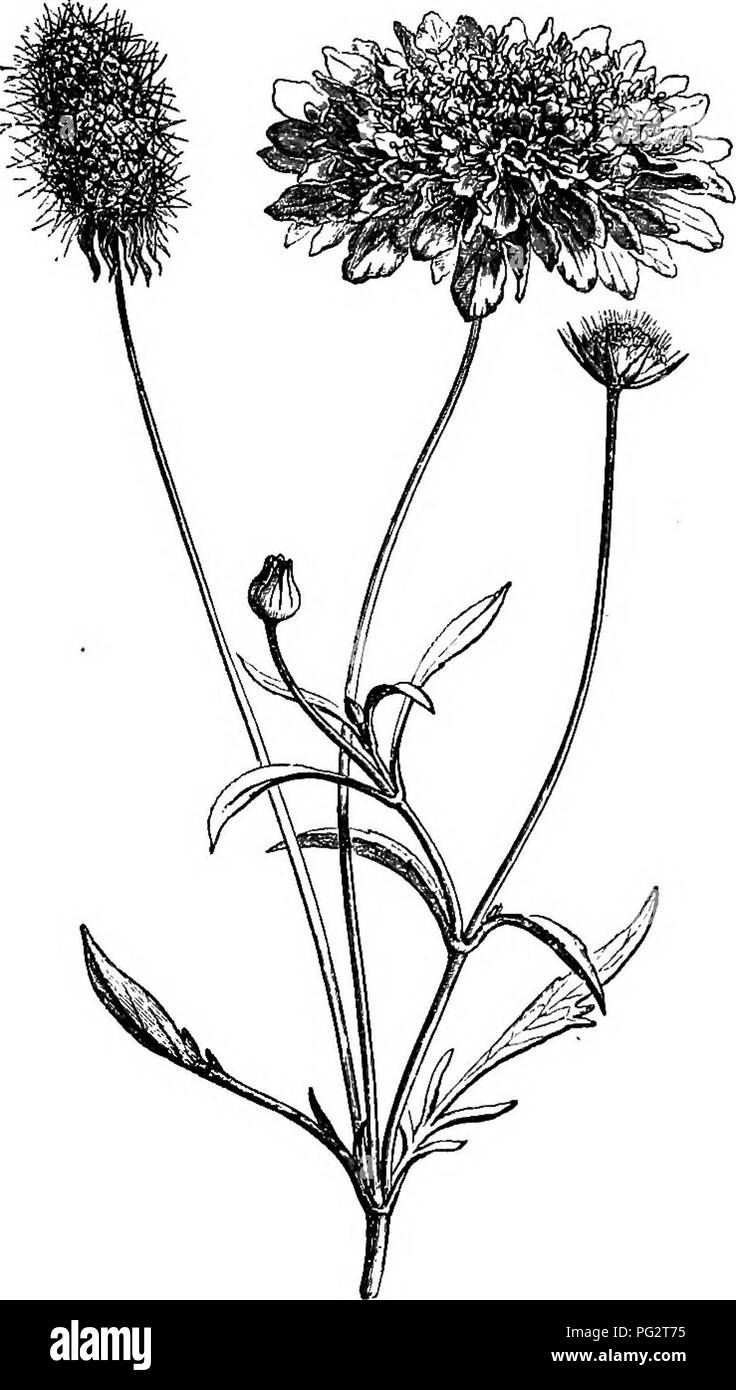 Lhistoire Naturelle Des Plantes La Botanique Difsacage - 