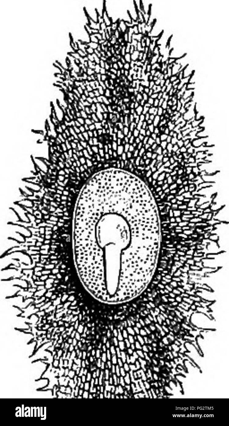 . L'histoire naturelle des plantes. La botanique. 'Â  %  % ' Fig. 337. Seed( !s). Fig. 336. Dehiscing les fruits. Fig. 338. Long. de secte, de semences, biloculaires.^ dehiscing introrse, par deux fentes longitudinales, oscillant. L'ovaire infère est doté de deux cellules, l'un antérieur, l'autre partie postérieure ; ' parallèle à les filaments, ce tuhe a cinq fentes branchiales sont également rencontré dans un grand nombre d'Bubiaceie fentes verticales, la formation de qui présente un et rendre la corolle de quelques ohject curieux presque complètement de l'étude, et à travers eux l'polypétale. hack du filament mav être atteint. Ces ' Les deux cellules d'anthères sont inde Banque D'Images . L'histoire naturelle des plantes. La botanique. 'Â  %  % ' Fig. 337. Seed( !s). Fig. 336. Dehiscing les fruits. Fig. 338. Long. de secte, de semences, biloculaires.^ dehiscing introrse, par deux fentes longitudinales, oscillant. L'ovaire infère est doté de deux cellules, l'un antérieur, l'autre partie postérieure ; ' parallèle à les filaments, ce tuhe a cinq fentes branchiales sont également rencontré dans un grand nombre d'Bubiaceie fentes verticales, la formation de qui présente un et rendre la corolle de quelques ohject curieux presque complètement de l'étude, et à travers eux l'polypétale. hack du filament mav être atteint. Ces ' Les deux cellules d'anthères sont inde Banque D'Images