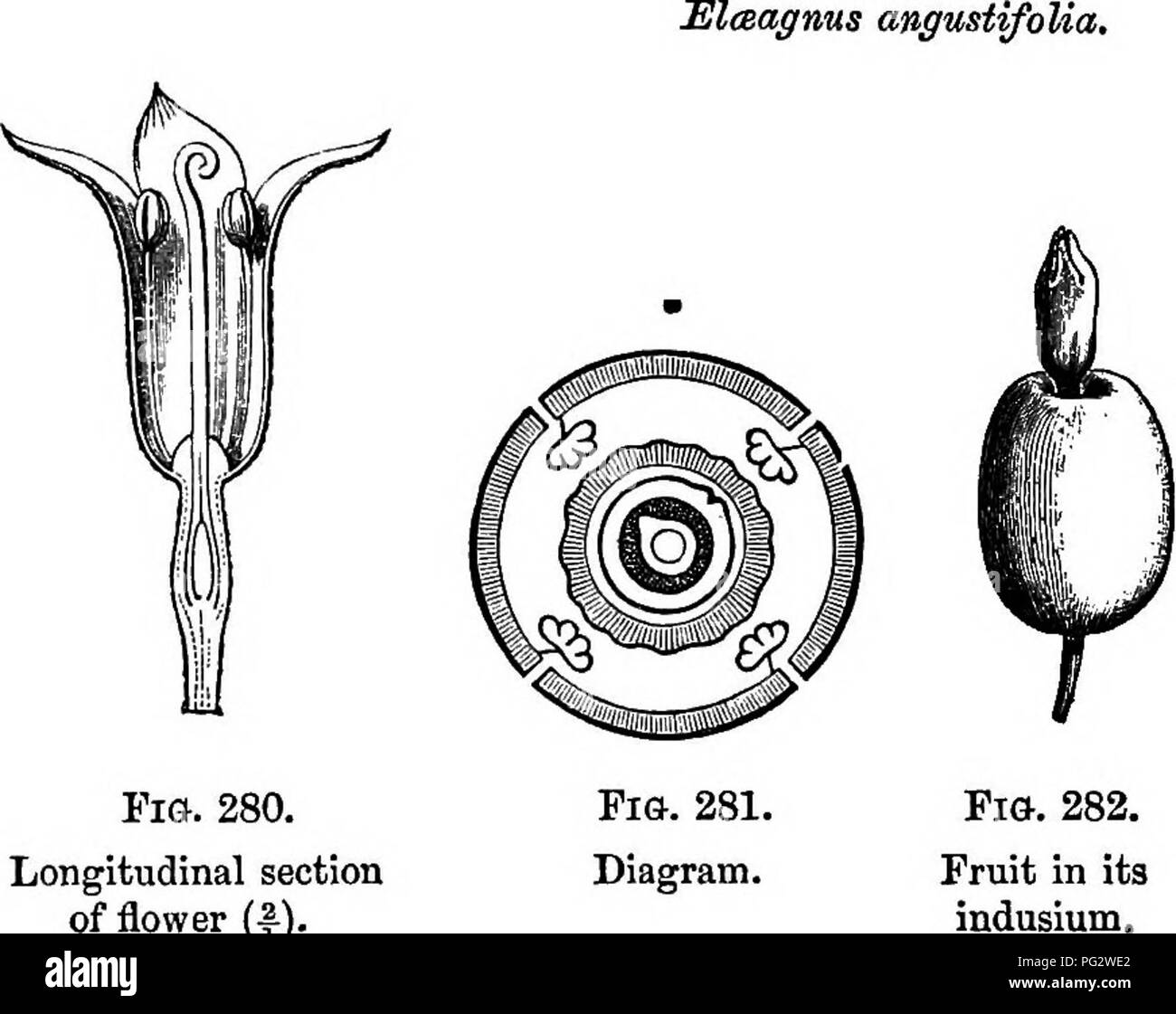 . L'histoire naturelle des plantes. La botanique. 482 EISTOBY NATURELLES DE PLANTES. nombre égal d'étamines alternant avec les feuilles de périanthe et in- sérée un peu en dessous d'eux ; chacun se compose d'un filament court et un introrse bicellulaires anthère de déhiscence longitudinale.' Le gynseceum est libre, avec un ovaire unicellulaires qui s'effile dans un style élancé, en passant par l'ouverture étroite de la pochette du réceptacle, et traversée par une rainure longitudinale le placentary edge. Près du sommet du style les bords de cette rainure sont épaissies, et tourner vers l'extérieur pour former deux épaisses lèvres allongées couvertes Banque D'Images