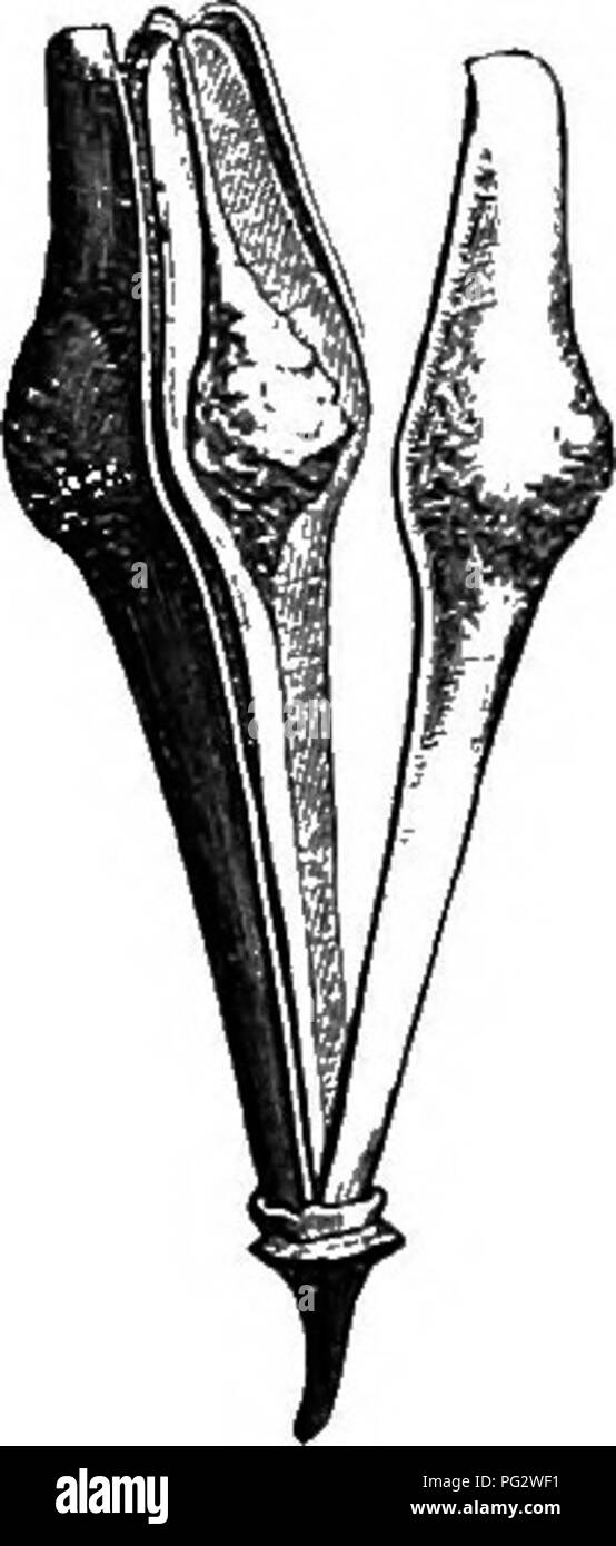 . L'histoire naturelle des plantes. La botanique. Fig 280. Fleurs hermaphrodites (f). Kg. 281. Section longitudinale de fleur. Soswellia papyracm. prise concave en forme de coupe, souvent, plus rarement sous la forme d'un sac ; profonde ce caractérise Santiria genericaUy^ souvent séparés de Canarium pour cette raison. Les étamines, généralement six en nombre, et plus ou moins perigynous, sont généralement libres, plus rarement mona- delphous à la base. La plupart des personnages de quelque importance sont donc plus variable dans ce genre ; mais toutes ses espèces ont cette ia commun, qu'leur fruit est une drupe de forme allongée, Banque D'Images