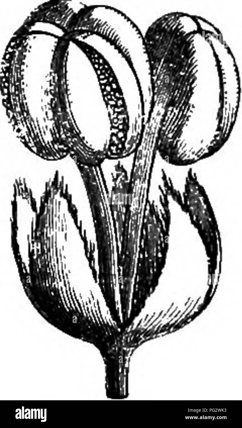 . L'histoire naturelle des plantes. La botanique. Fig. 246. Gynécée (f) Fig. 244. Bourgeon mâle |. Fig. 245. L'expansion Fig. 247. Fleur mâle longitudinales de section. gynseceum. un rudiment du gynécée et les caractères en bref qui appartiennent, à proprement parler, à tous les Phyllanthece. Les espèces connues sont des Indiens. Longetia, qui vit dans la Nouvelle Calédonie, se distingue de la précédente par son style genres branches, au lieu d'occuper le sommet de l'ovaire, d'être rejeté en arrière vers sa périphérie ; à cet égard, il est analogue à l'uniovulate Bernardia entre les genres. La première espèce connue avait num Banque D'Images