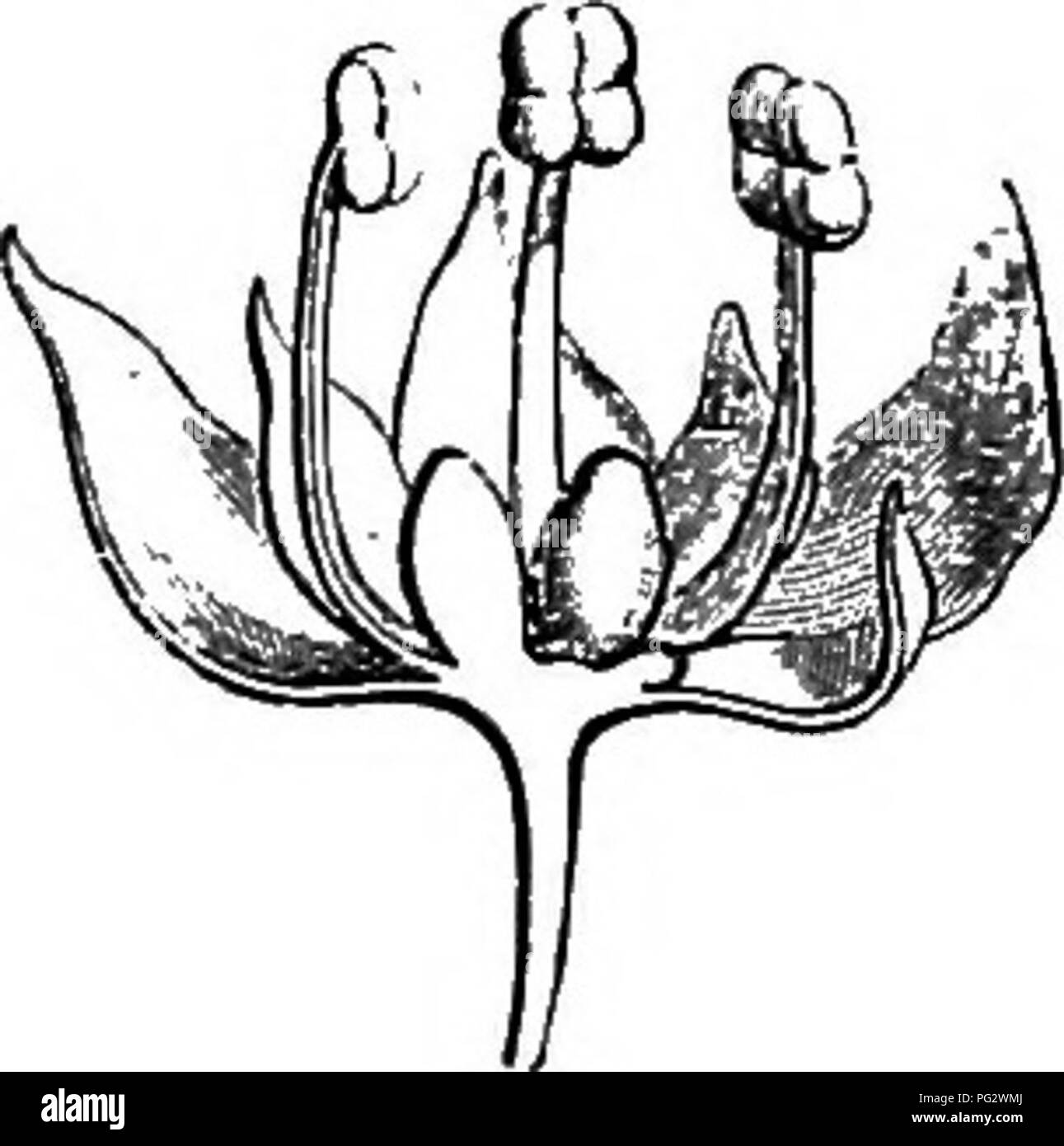 . L'histoire naturelle des plantes. La botanique. Fig. 234. Fleur mâle (|). Cochon. 235. Section longitudinale de fleur mâle. site les pétales et les sépales pas, et les anthères sont introrse. Les graines sont albumineuses. En d'autres égards, le petit groupe d'une- drachnetB est très analogue à la sous-série Amanoem ; elle comprend de nombreuses sous-arbustes poussant dans les deux mondes, en particulier dans les régions tem- perate. Le Porantheras' (fig. 234, 235), tous originaires de l'Australie, ont la même symétrie florale comme Andrachne ; mais leurs feuilles sont linéaires, cricoïde et, en conséquence, les cotylédons sont étroites et épaisses, inste Banque D'Images