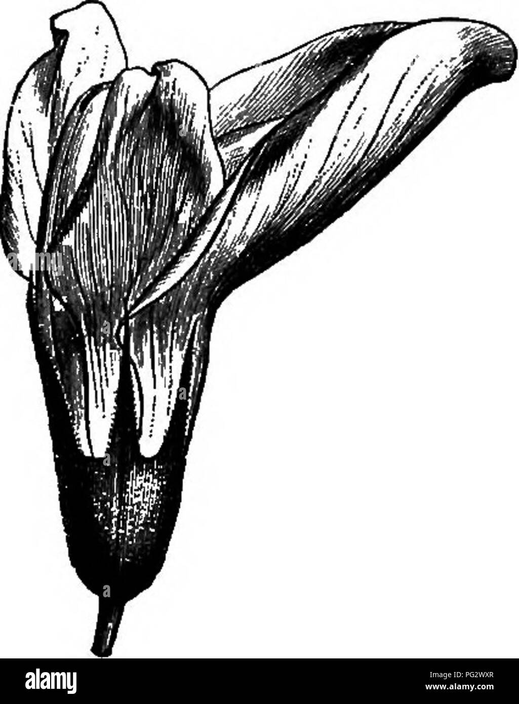 . L'histoire naturelle des plantes. La botanique. ^ PAFILIONAGEJE LEGUMINOS-. 211 {Medicaffo ; Fr., luzerne), dont les fleurs (figs. 174-179) ressemblent à celles des trèfles ; mais elle en diffère en ce que son fruit est allongé et en forme de faucille, ou plus ou moins tordu en spirale (fig. 176-179), Medicago sativa (^Lucerne).. Veuillez noter que ces images sont extraites de la page numérisée des images qui peuvent avoir été retouchées numériquement pour plus de lisibilité - coloration et l'aspect de ces illustrations ne peut pas parfaitement ressembler à l'œuvre originale.. Baillon, Henri Ernest, 1827-1895 ; Hartog, Marcus Manuel, 1851-. Londres, L. R Banque D'Images
