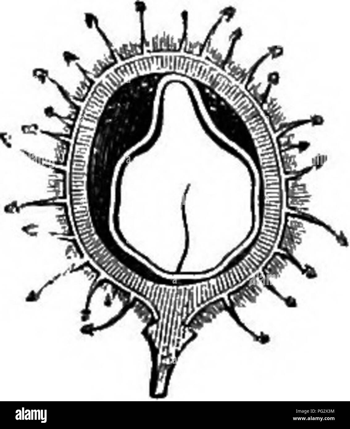 . L'histoire naturelle des plantes. La botanique. Fig. 116. Les fruits (a). Fig. 117. Long. de secte, de fruits. partie basilaire commune united aussi à la base de la corolle. Chaque étamine est composé d'un filament et d'une anthère, basiflxed avec deux cellules latérales dehiscing au sommet par une sorte de vaste entonnoir ou des pores plus ou moins coupé sur les bords, au bas de laquelle ouvrir les deux cellules. Le gynécée est libre et supérieur, constitué d'un ovaire formé au premier de deux cellules, l'une l'autre antérieur, postérieur, mais ce dernier est arrêté au début de son développement.^ devant l'* Voir H. Bte. Dans Adansoniu, xi. 18.. Moyen Banque D'Images