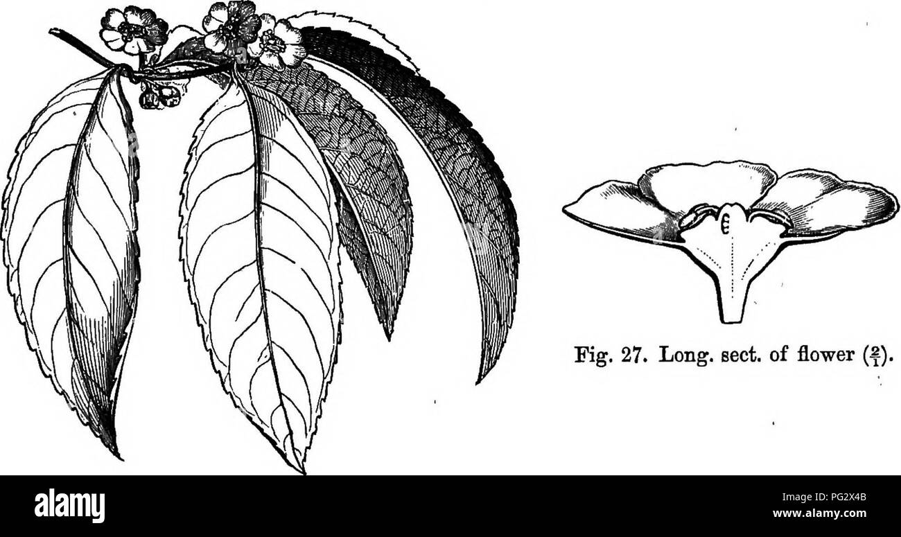 . L'histoire naturelle des plantes. La botanique. 0ELA8TBA0EM. Leurs fleurs 15^ sont unis dans l'aisselle, simple, ou plus ou moins ramifié, et parfois umbelliform cymes, avec des pédicelles accompagnée par deux latérales. Plus de cinquante espèces^ sont connues, elles ont parfois deux ou même quatre ou cinq étamines, deux ou trois de qui sont stériles et antherless. Le Salacece (fig. 26, 27), les plantes à partir de la même régions tropicales comme l'HippocratecB, ont souvent la même habitude et feuillage ; et leurs fleurs présente la même organisation. Mais leurs fruits, un ou plusieurs- ensemencé, est dépourvu de Wings, globul Banque D'Images