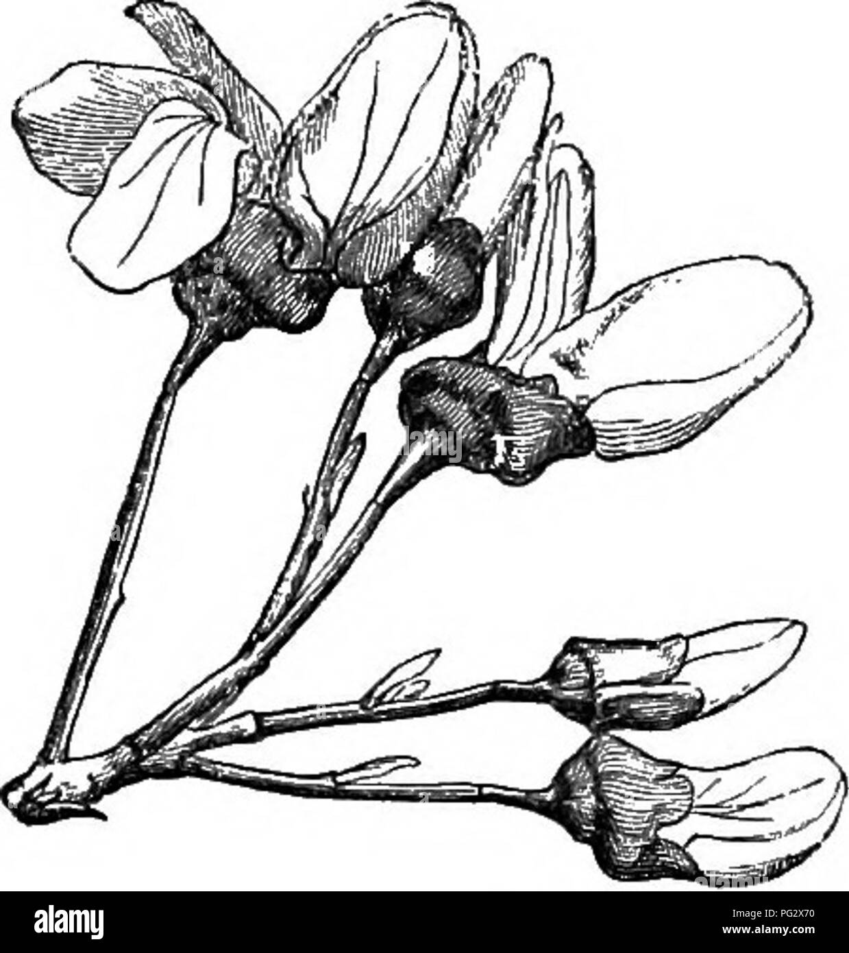 . L'histoire naturelle des plantes. La botanique. Naturel 114 HI8T0PAR DES PLANTES. deux lobes, plus rarement des bifoliolate^ avec prolongée du pétiole en un point entre les deux folioles latérales symétriques ; les stipules sont de forme, et sont souvent de petite taille et caduques. Les fleurs sont racemes, simple et axillaires ou terminal, ou ramifié et terminal. Griffonia^ Bauldnia vient très près, à partir de laquelle il se distingue par son subcampanulate calice imbriquées, inséré sur le dessus de l'embase tubulaire. Les cinq pétales sont presque égales, et sont aussi imbriqués. Les dix étamines, inséré dans la gorge de la recep Banque D'Images