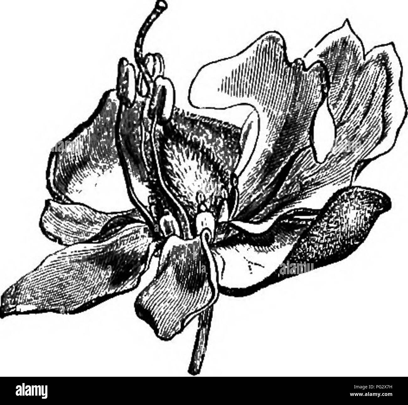 . L'histoire naturelle des plantes. La botanique. LEOUMINOSJE CJESALPINIE^-. 103 contiennent une quantité variable de pollen." K crassifolia' offre une transition entre cette espèce et l'américain dans son androceum, possédant trois grandes étamines dont les anthères fertiles, et quatre petits dont les deux latéraux ont un petit anthère, et les deux autres n'ont qu'une petite enflure glandulaire à l'extrémité. Nous avons également examiné deux espèces africaines qui constituent les types de sections le someris Pentisomeris Trijpli- et de Vouapa, qui complètent notre connaissance de la symétrie florale de ce groupe ; pour t Banque D'Images