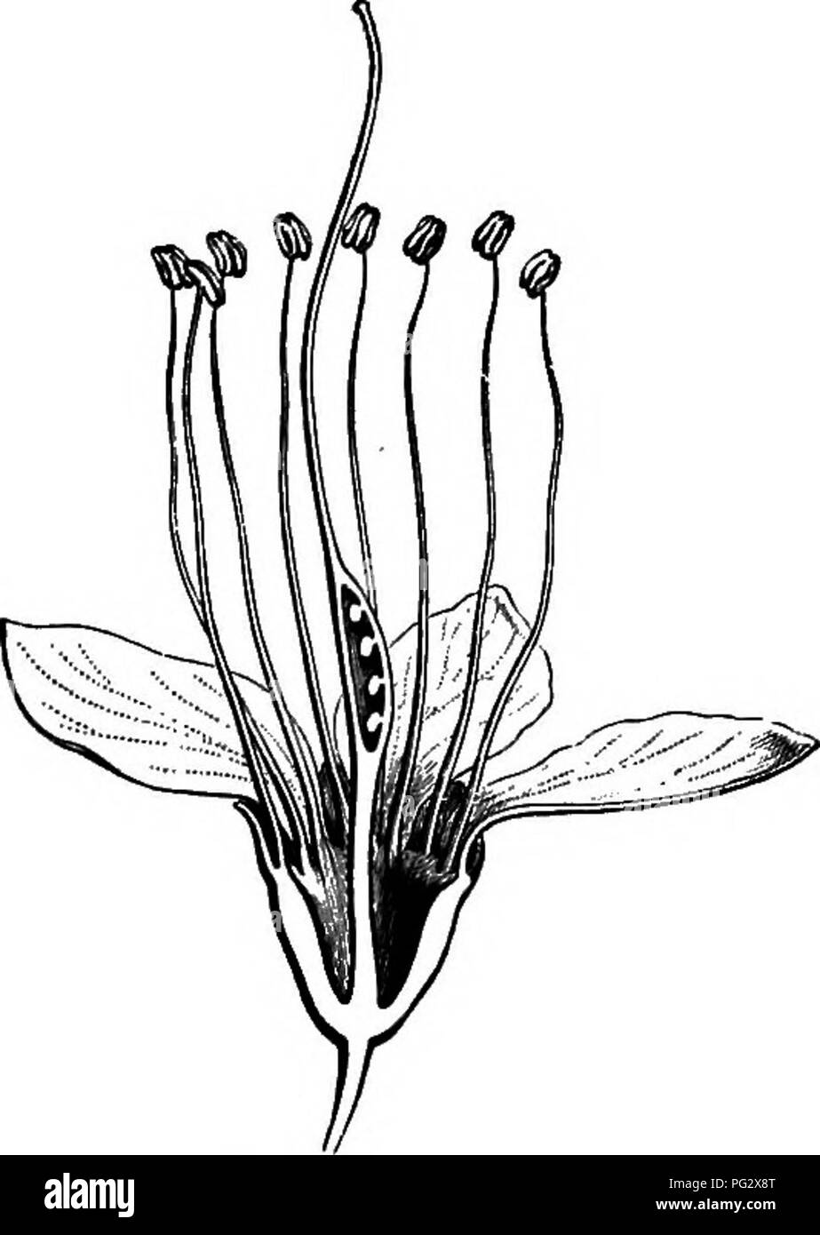 . L'histoire naturelle des plantes. La botanique. Pia. 63. La fleur (f). La FIA. 64. Section longitudinale de fleur. dix étamines ; il a de 15 à 20, dont les filaments sont réfléchies dans l'oeuf, mais sont beaucoup plus tard ; exsert leurs anthères sont en première loge dans la cavité profonde du récipient entre ses murs ' Bebth., en Hooh. Journ., ii, 93.-Pffipp. &Amp ; Ehdl., nov. gén. ef Spec, t. 268. - Enw.., le général, n. 6810 '.-B. H., le général, 563, n. 299. '. Veuillez noter que ces images sont extraites de la page numérisée des images qui peuvent avoir été retouchées numériquement pour plus de lisibilité - coloration et l'apparence Banque D'Images