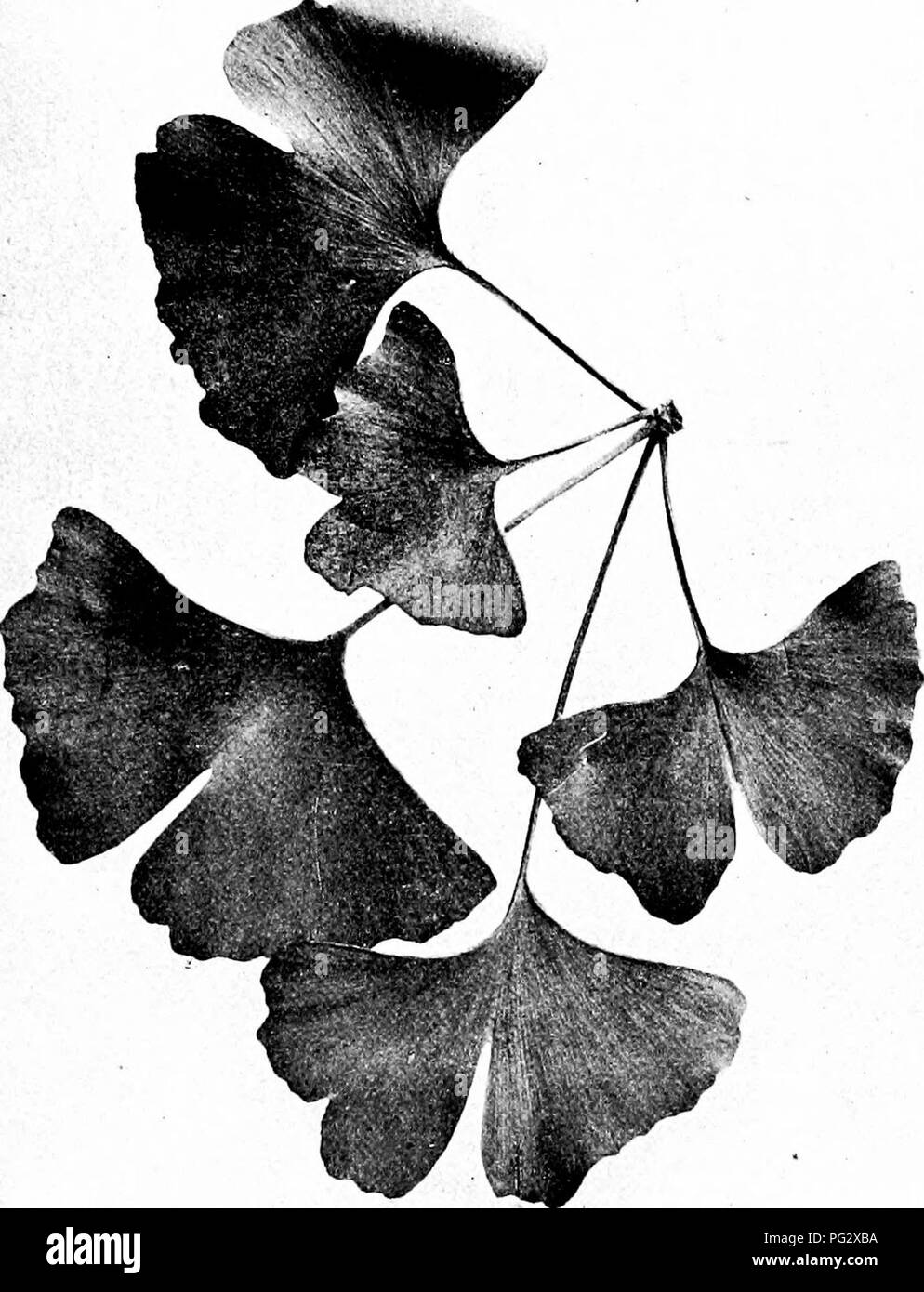 Ce guide se concentre sur l'identification et l'étude des arbres indigènes aux États-Unis, avec un accent particulier sur l'arbre Ginkgo biloba. Il donne un aperçu des caractéristiques distinctes de l'arbre, y compris ses feuilles en éventail et son système reproducteur unique, essentiels pour identifier cette espèce ancienne. Banque D'Images