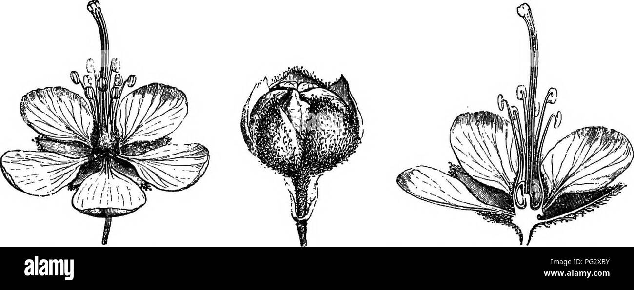 . L'histoire naturelle des plantes. La botanique. 2 HISTOIRE NATURELLE DE PLANTES. les ours, de bas en haut, un calice de 5 sépales, et d'une corolle de cinq pétales de rechange, imbriquées dans prsefloration androceum*. Le BiebersUinia est Emodi.. Fig. 3. La fleur (f). Fig. 2. Bourgeon (a). Fig. 5. Section longitudinale de fleur.. Veuillez noter que ces images sont extraites de la page numérisée des images qui peuvent avoir été retouchées numériquement pour plus de lisibilité - coloration et l'aspect de ces illustrations ne peut pas parfaitement ressembler à l'œuvre originale.. Baillon, Henri Ernest, 1827-1895 ; Hartog, Marcus Manuel, 1851-. Londres, Banque D'Images